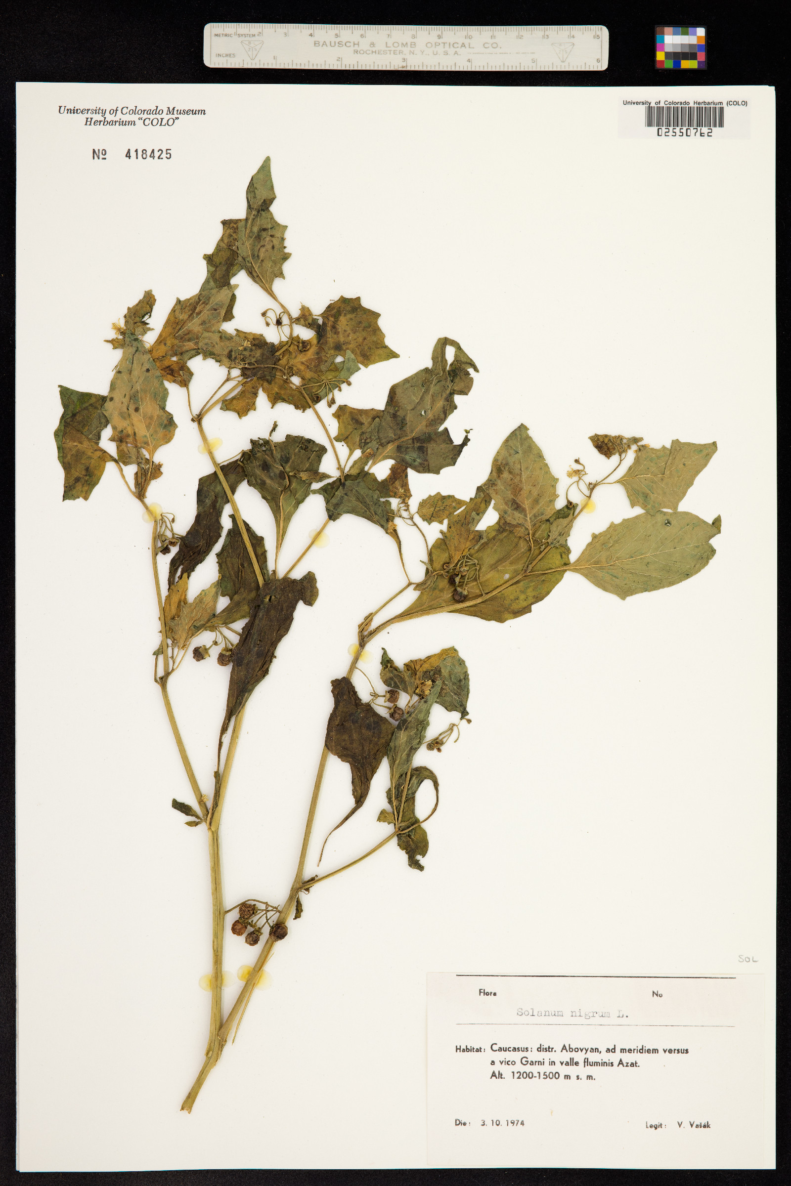 Solanum nigrum image