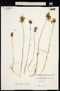 Image of Allium paniculatum