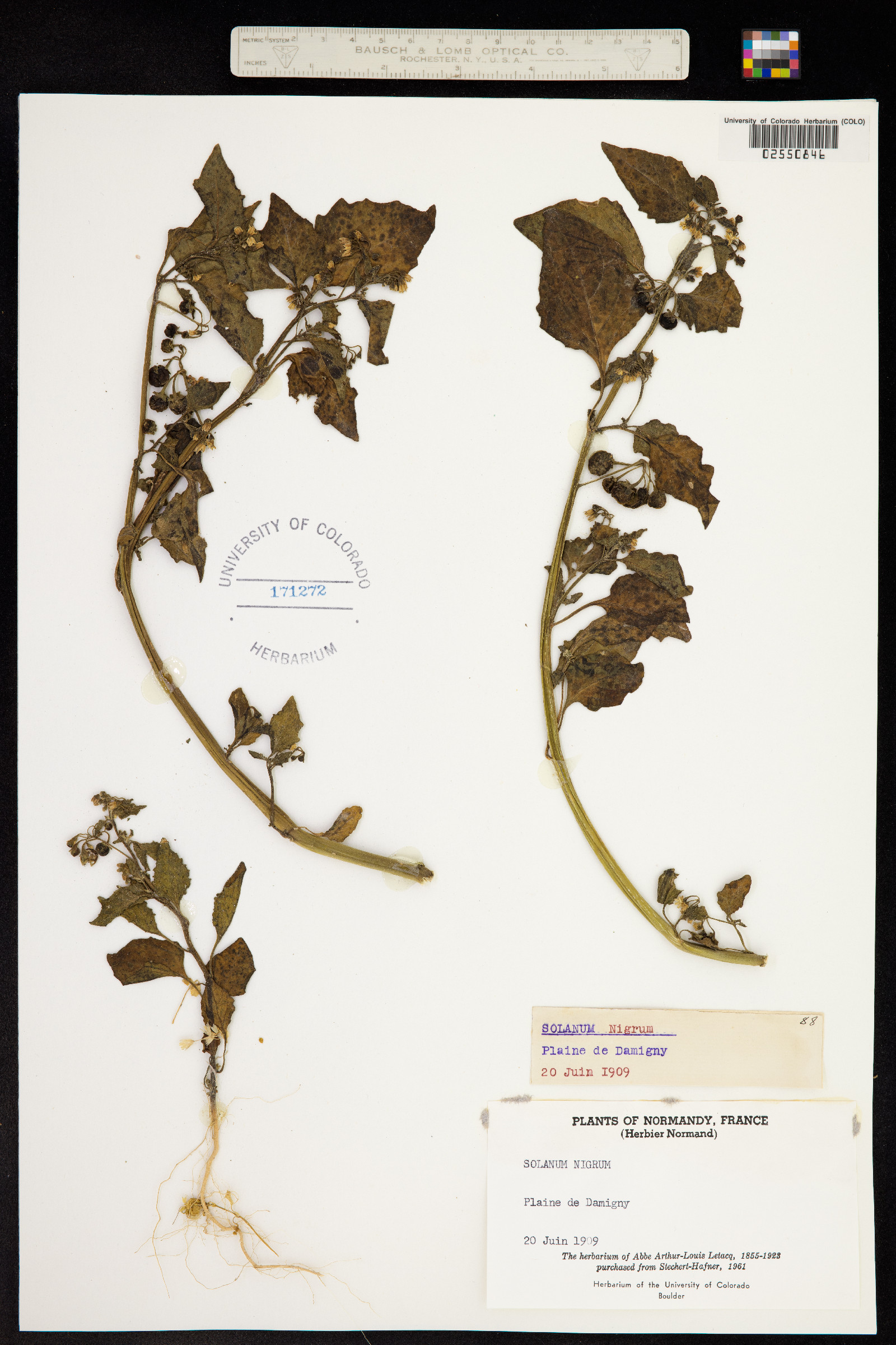 Solanum nigrum image