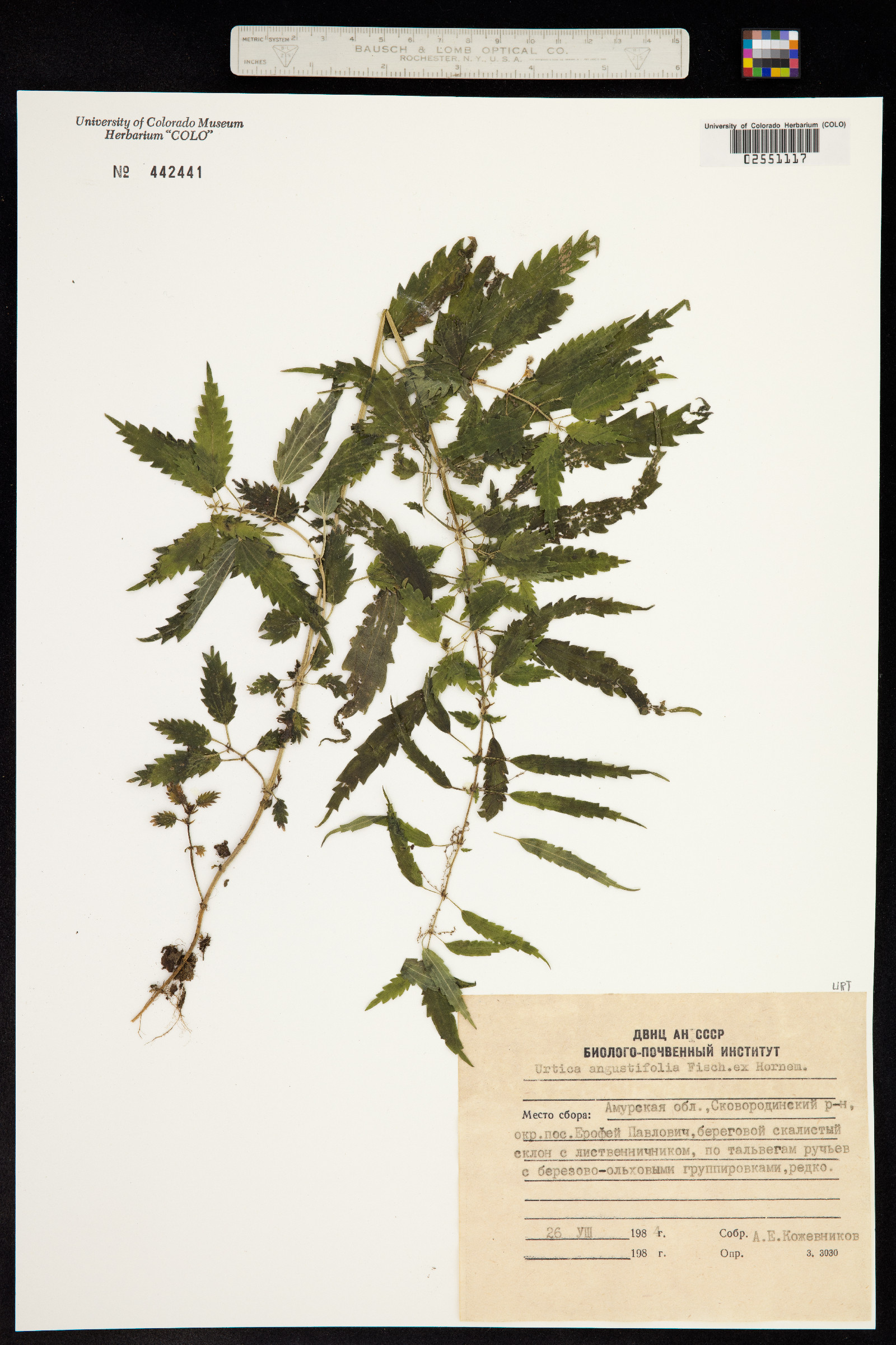 Urtica angustifolia image