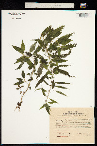 Image of Urtica angustifolia