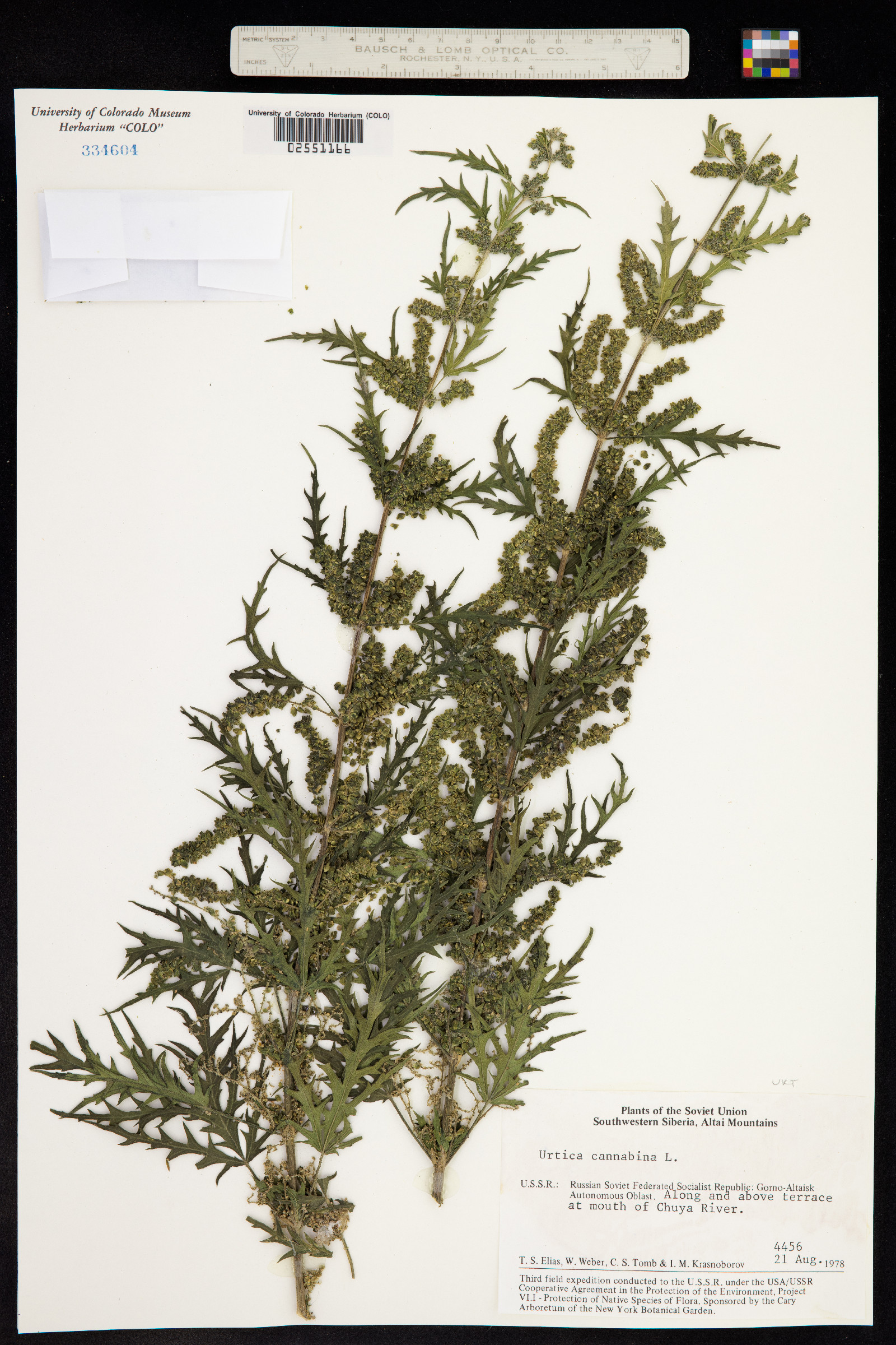 Urtica cannabina image