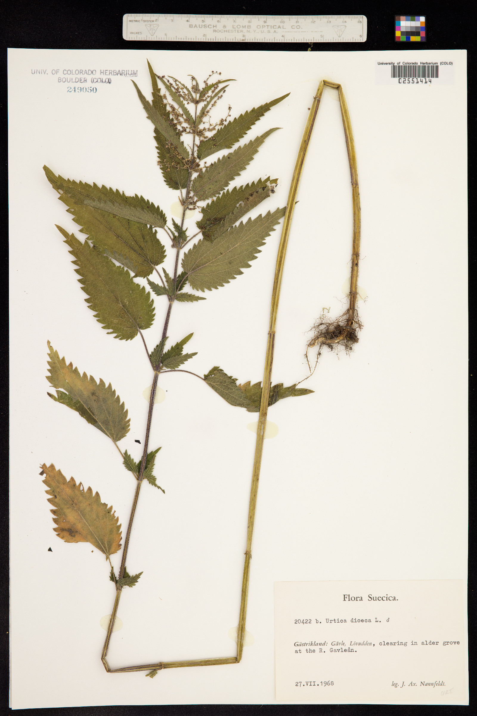 Urtica dioica image