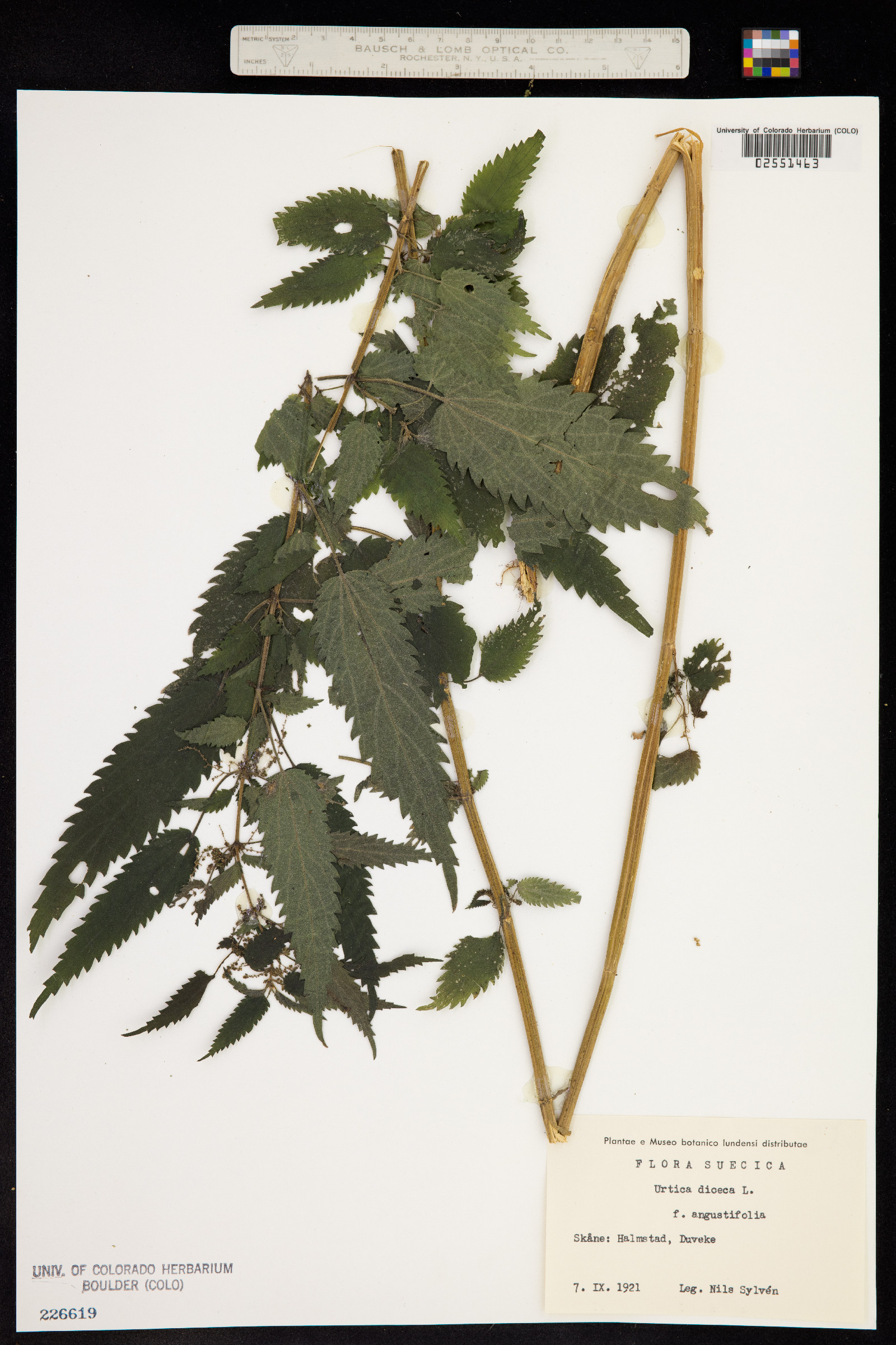 Urtica image
