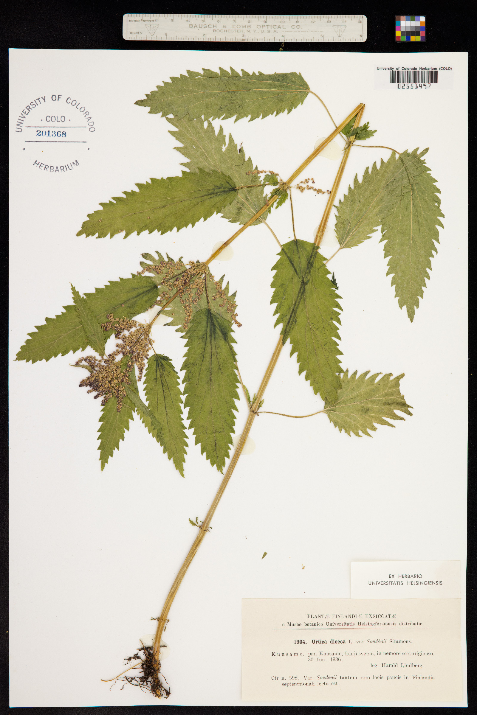 Urtica image