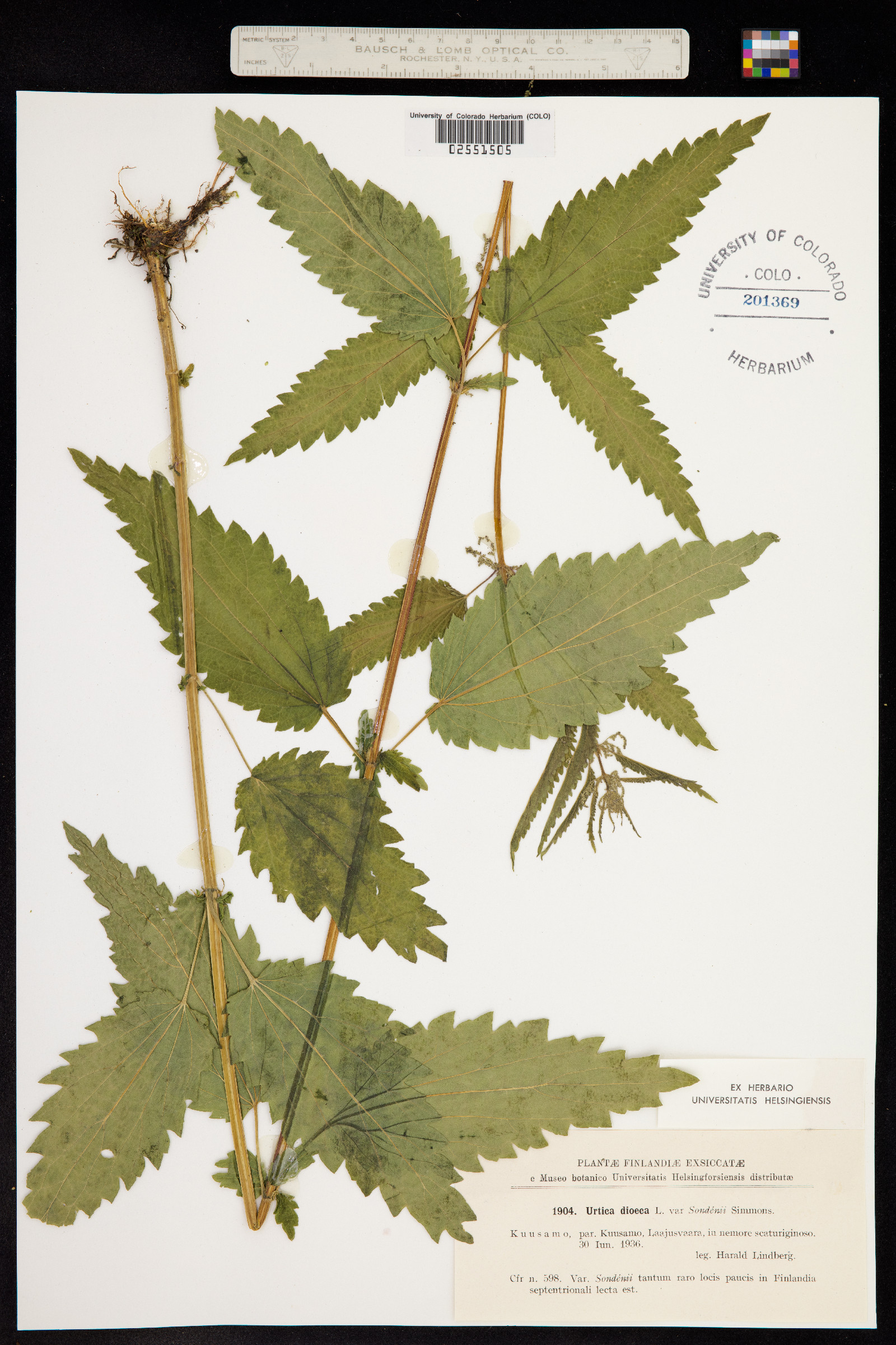 Urtica dioica image