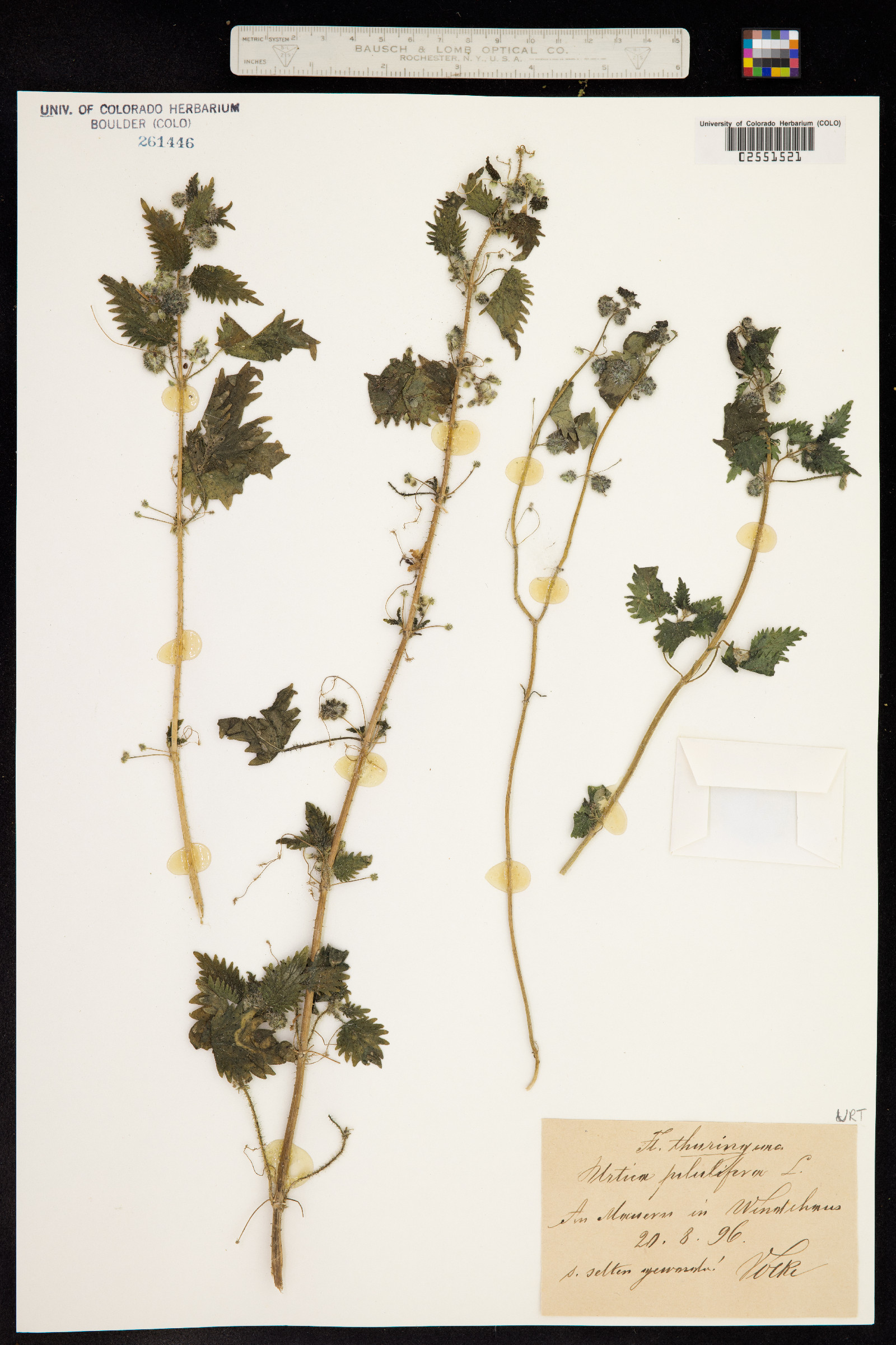Urtica pilulifera image