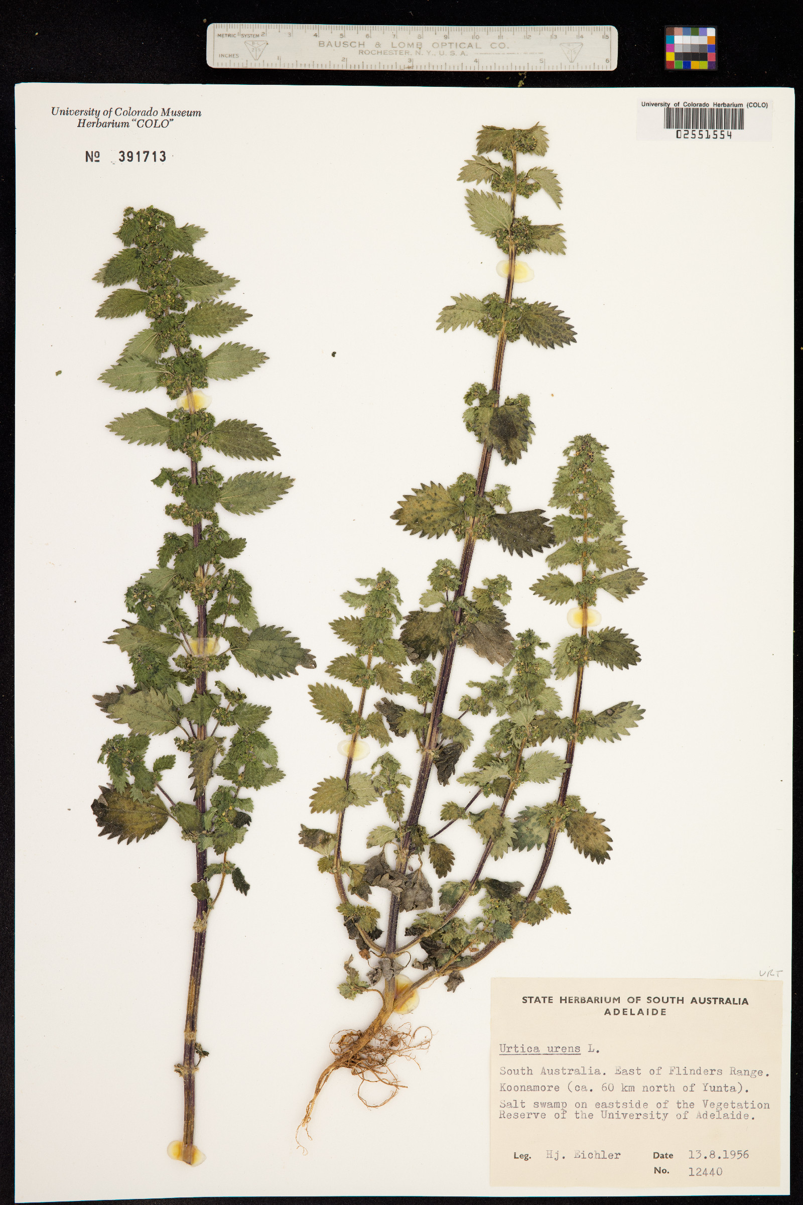 Urtica urens image
