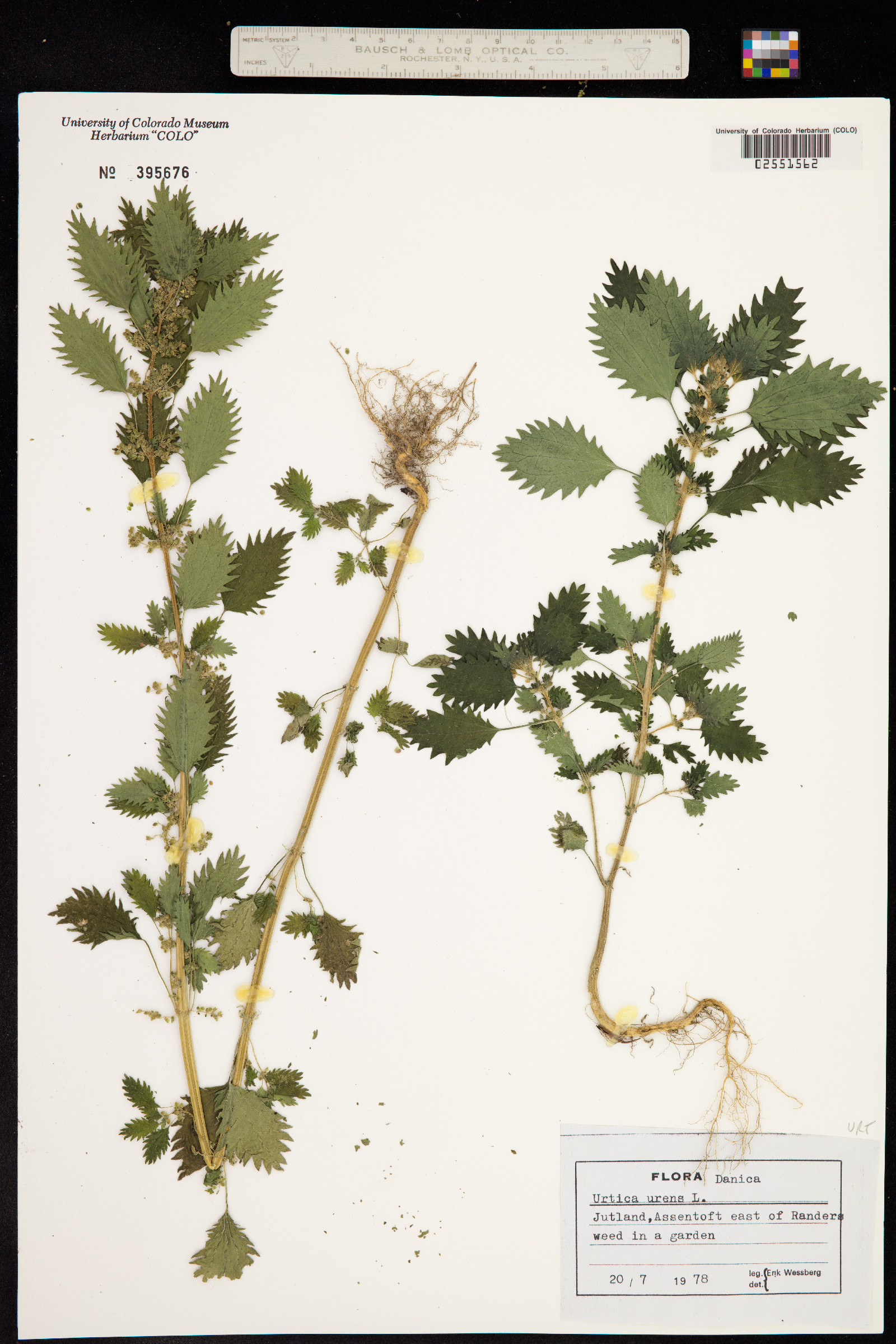 Urtica urens image