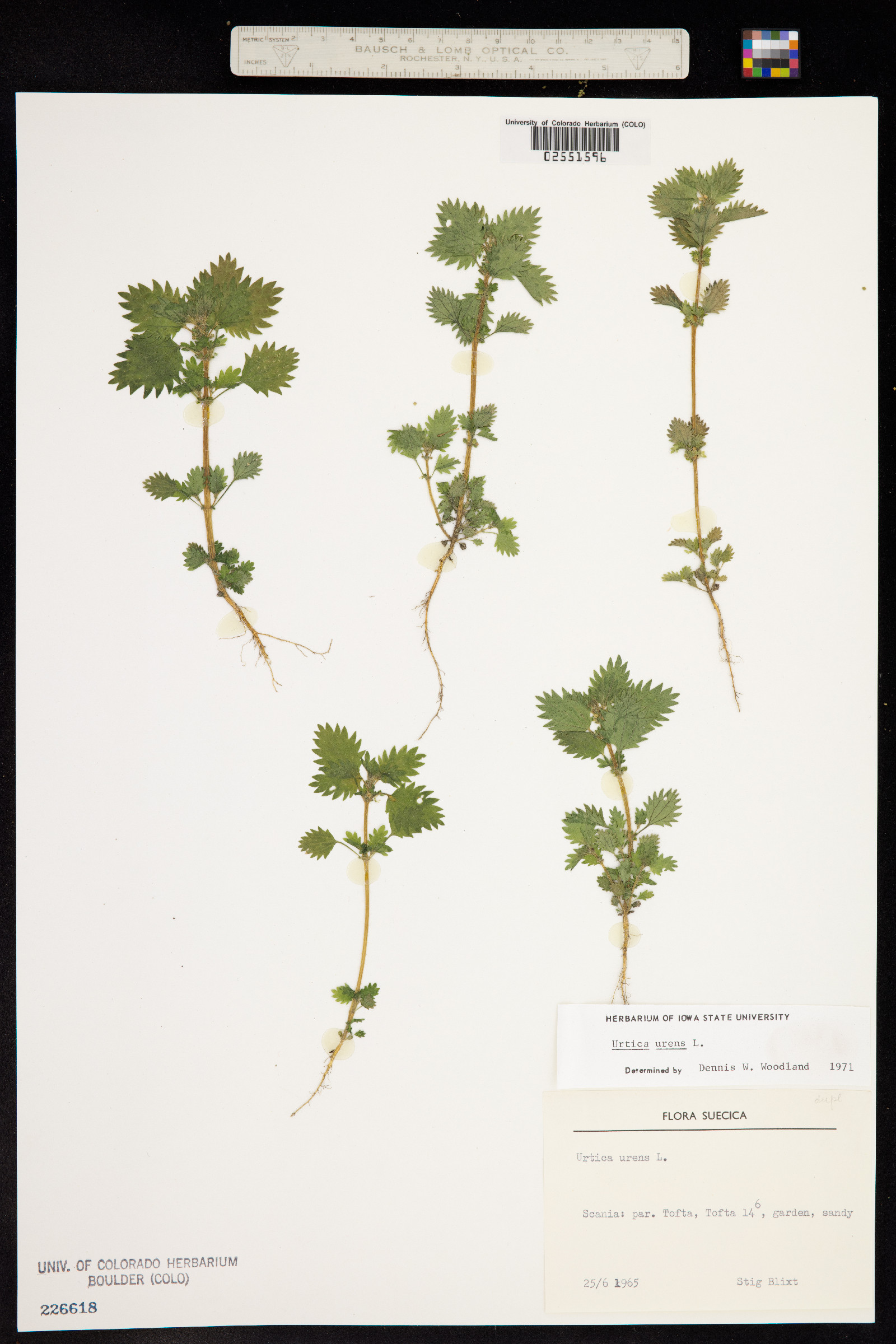 Urtica urens image