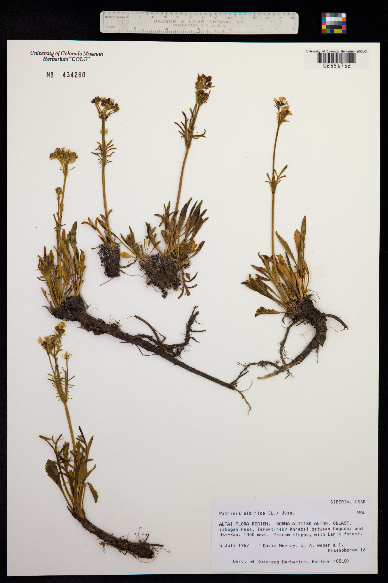 Patrinia image