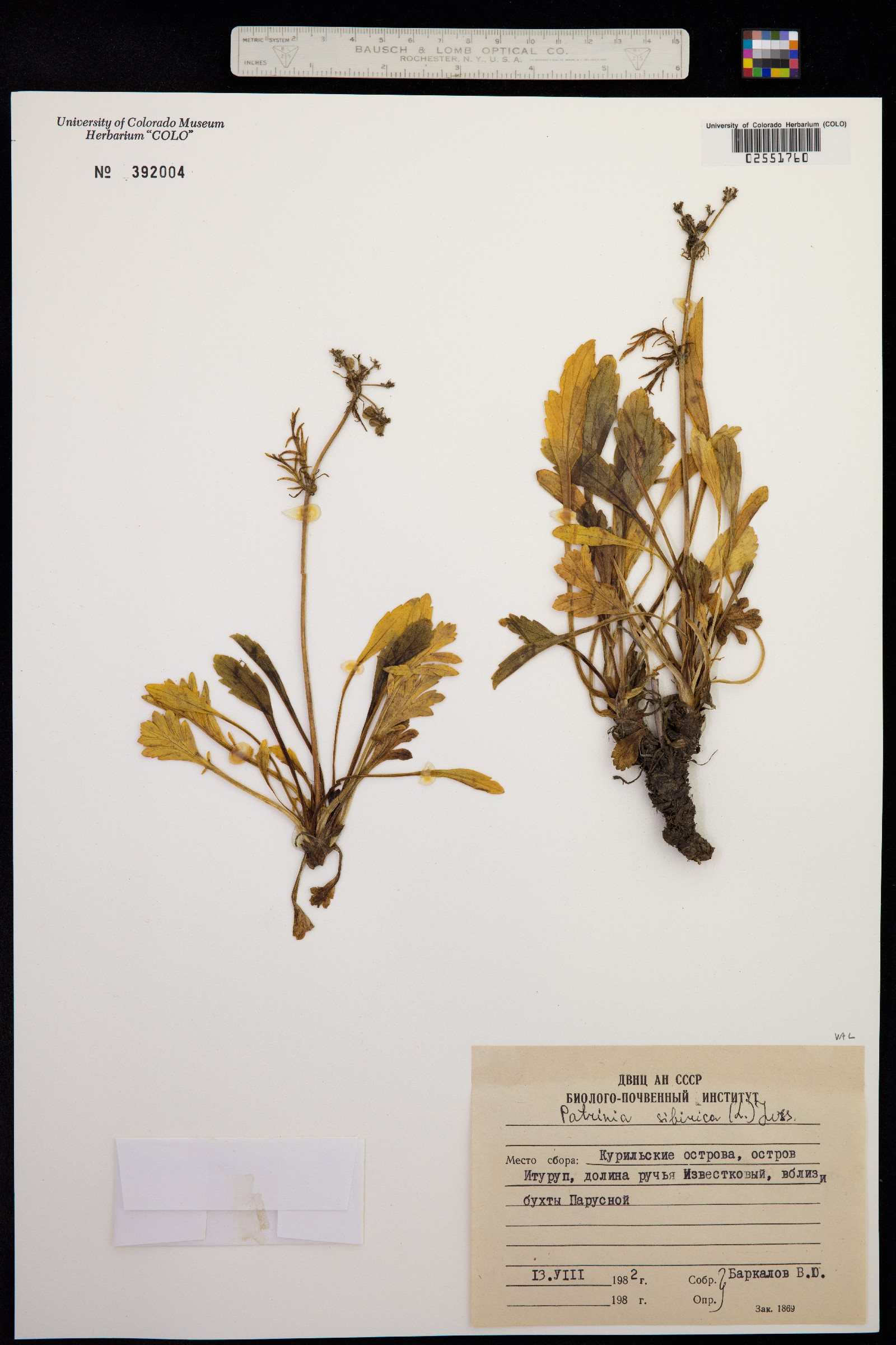 Patrinia sibirica image