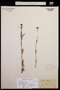 Image of Centranthus calcitrapa