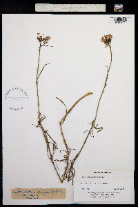 Centranthus angustifolius image