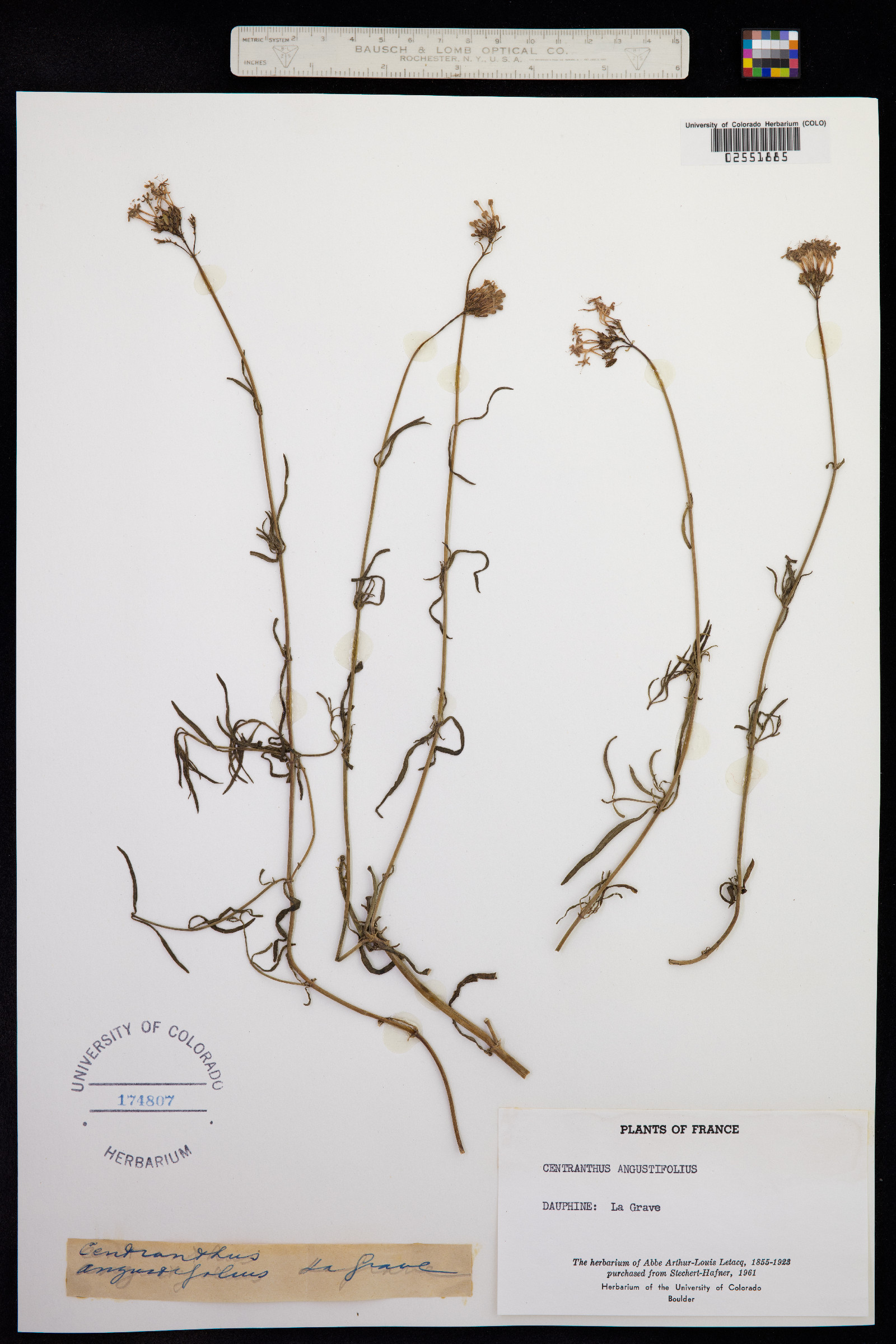 Centranthus angustifolius image