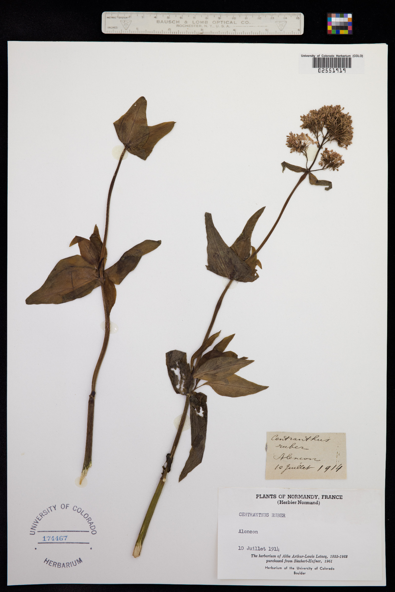 Centranthus ruber image