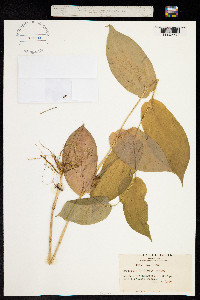 Tricyrtis latifolia image