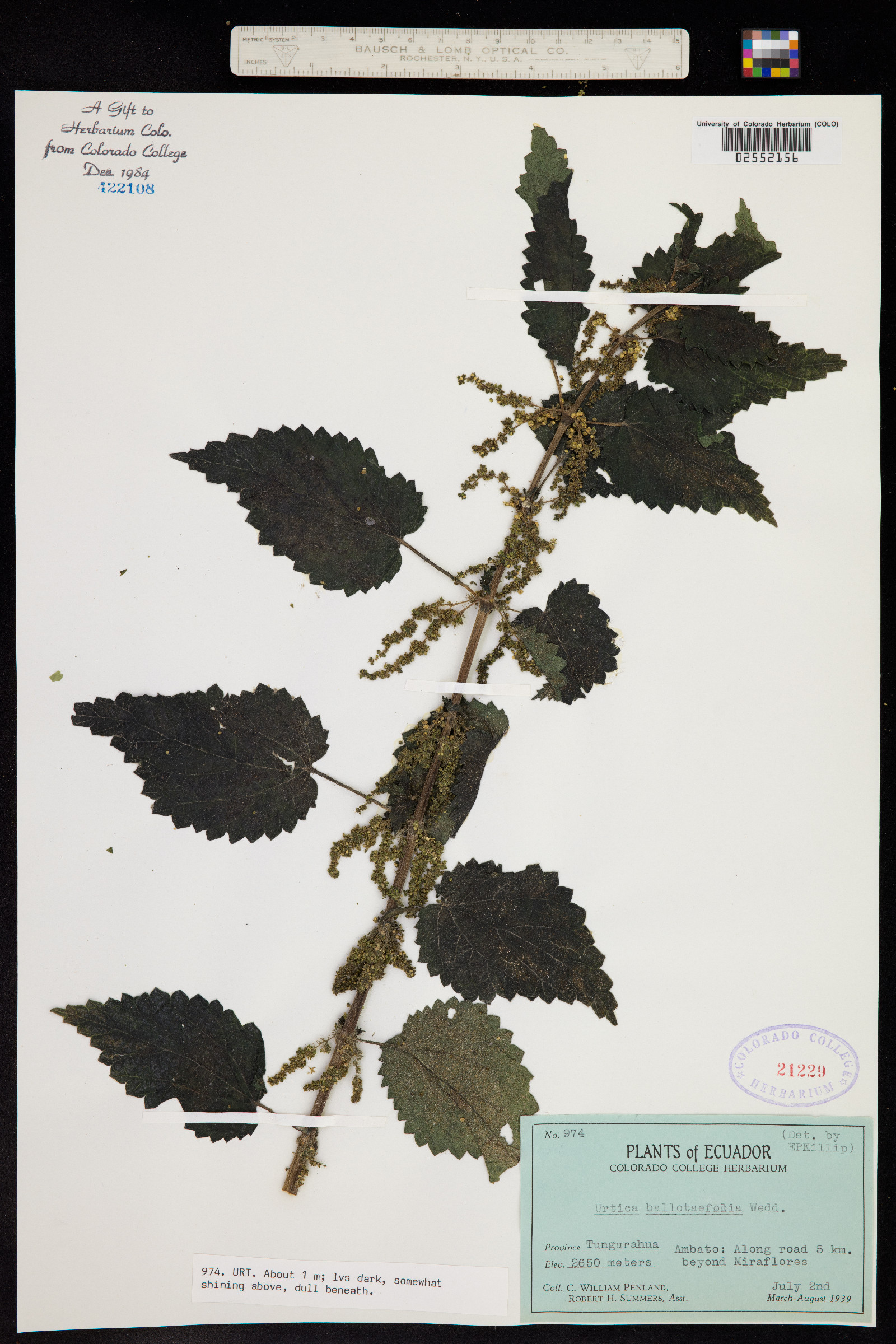 Urtica ballotifolia image