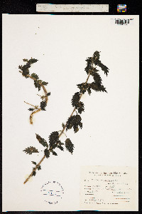Image of Urtica echinata
