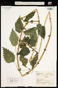 Image of Urtica kioviensis
