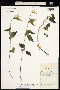 Image of Urtica laetevirens