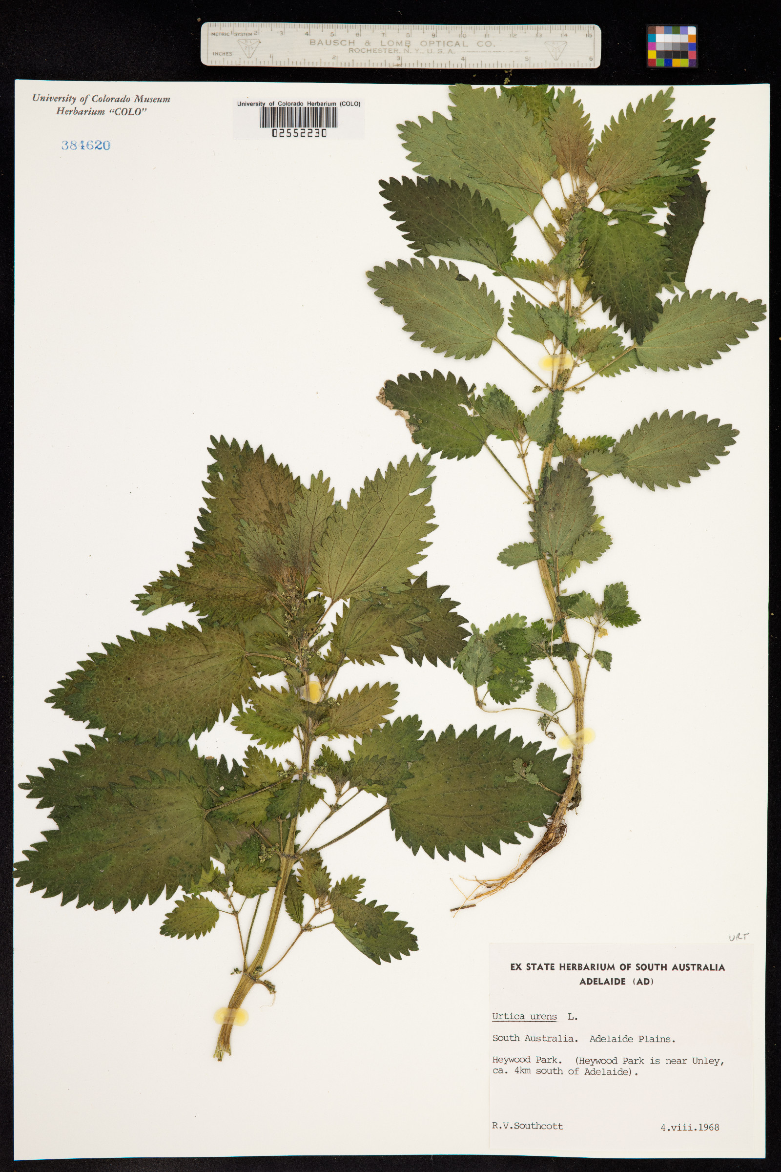 Urtica urens image