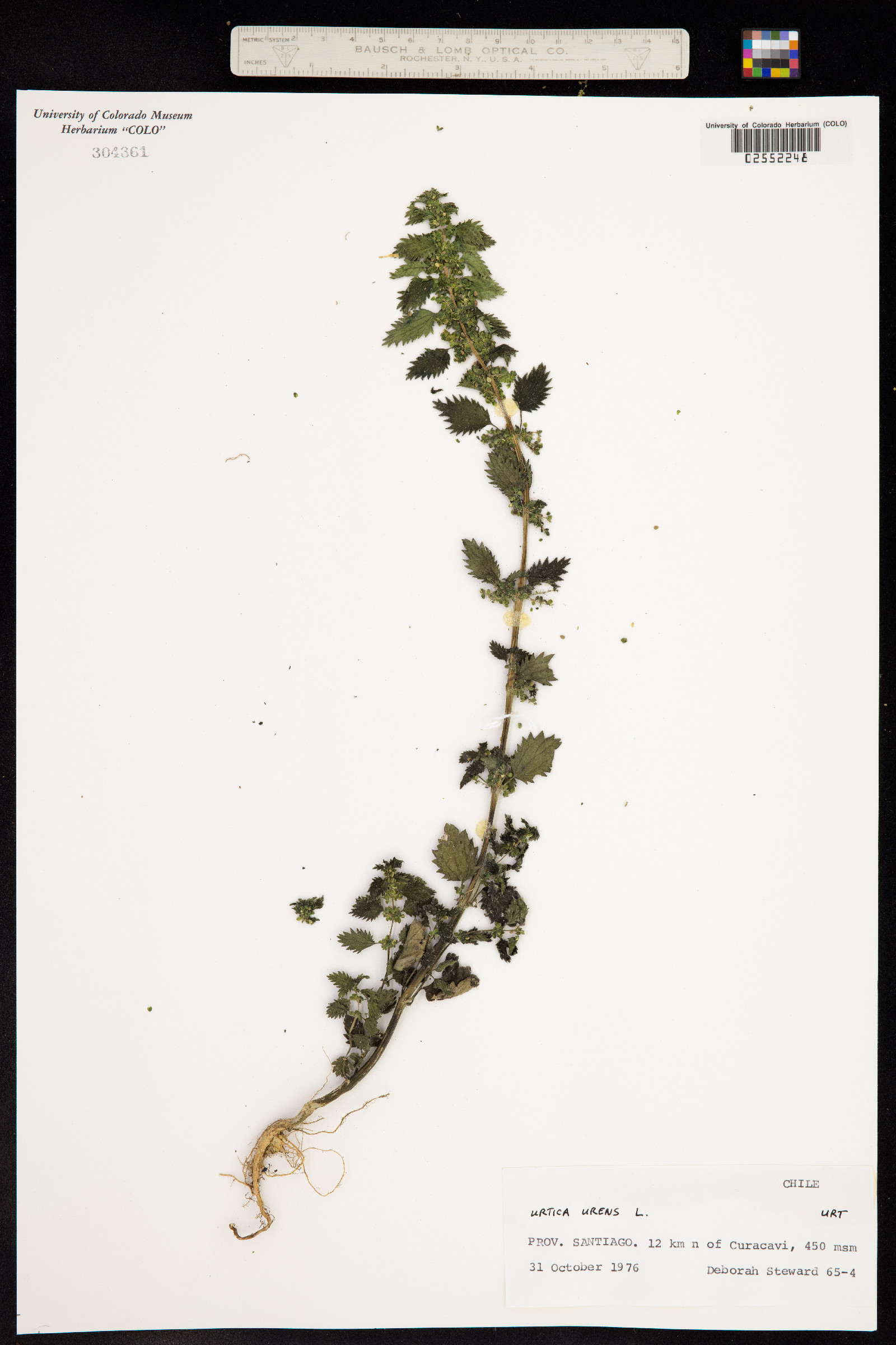 Urtica urens image