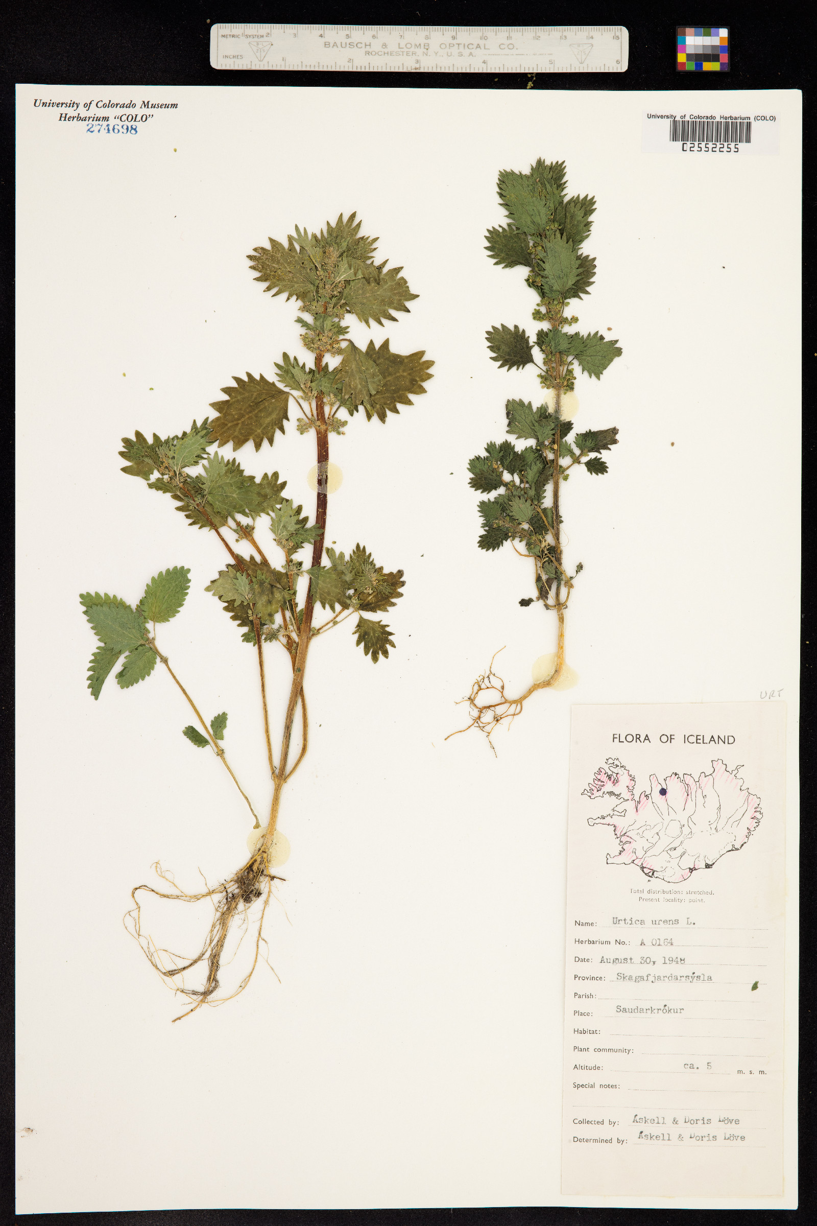 Urtica urens image