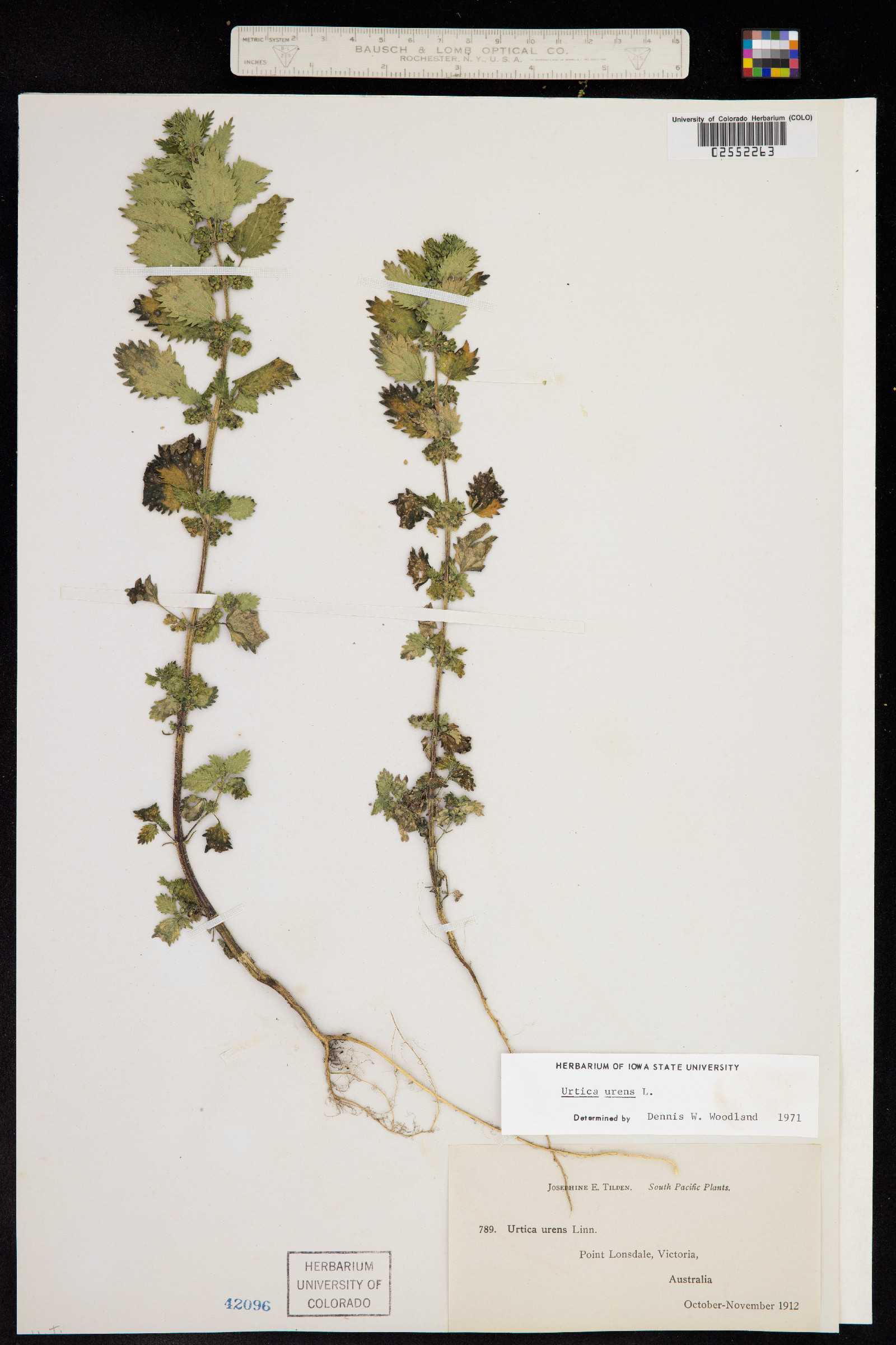 Urtica urens image