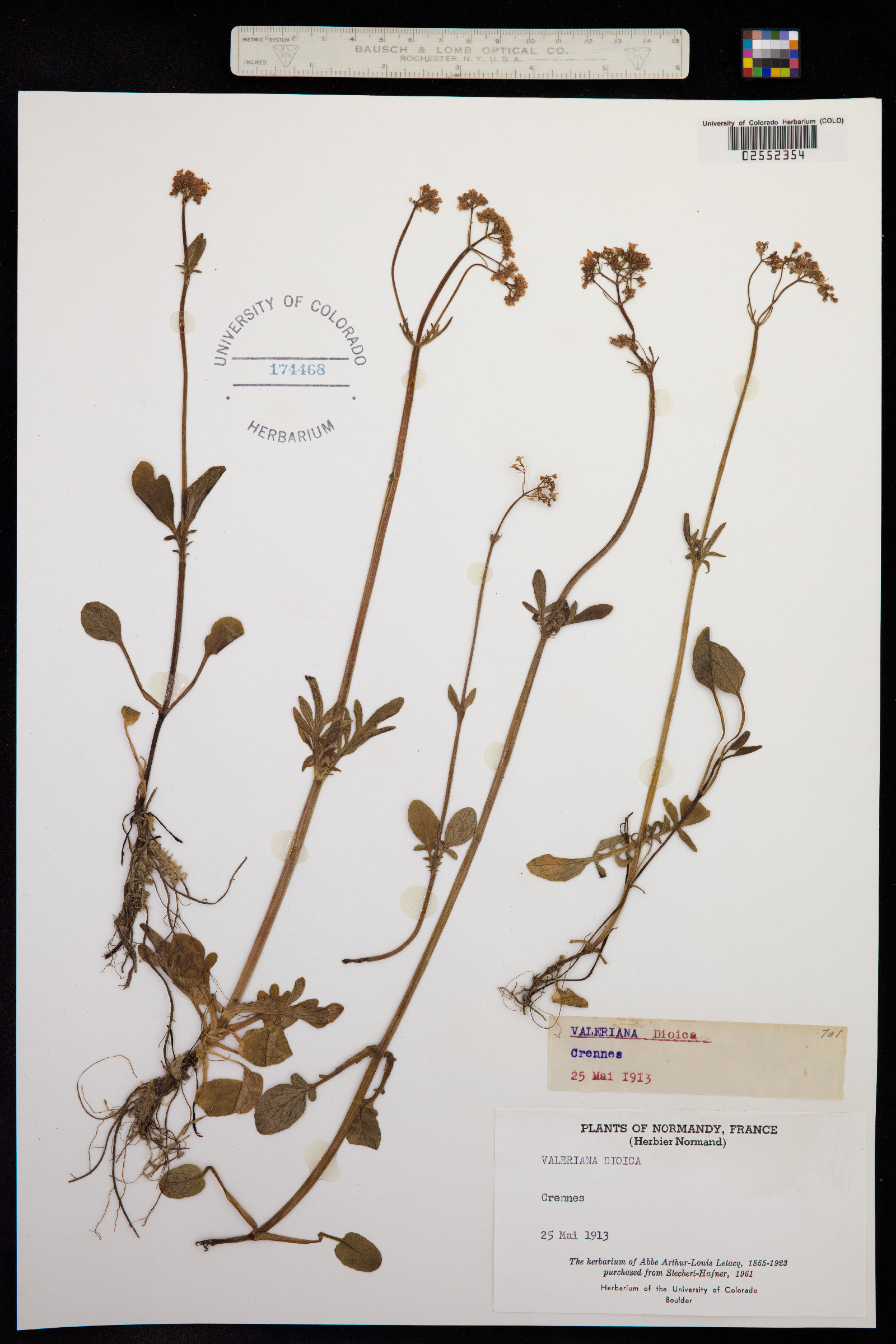 Valeriana dioica image