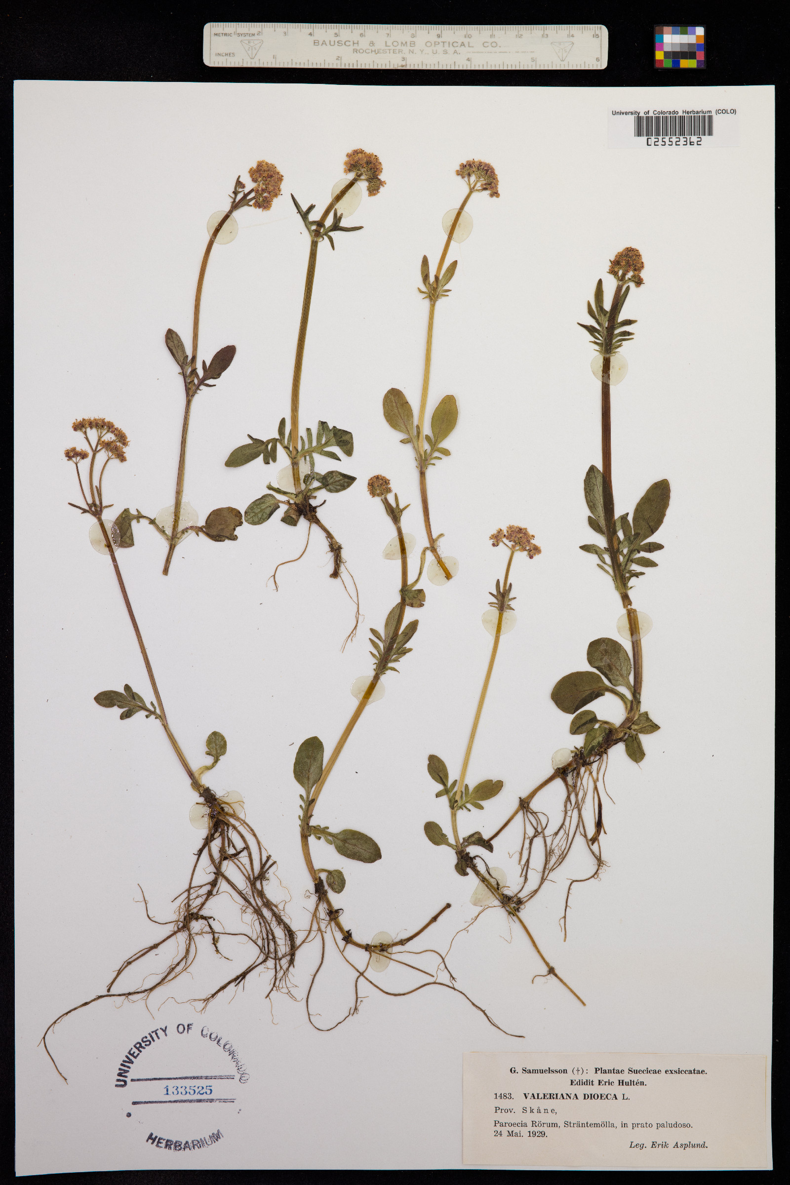 Valeriana dioica image