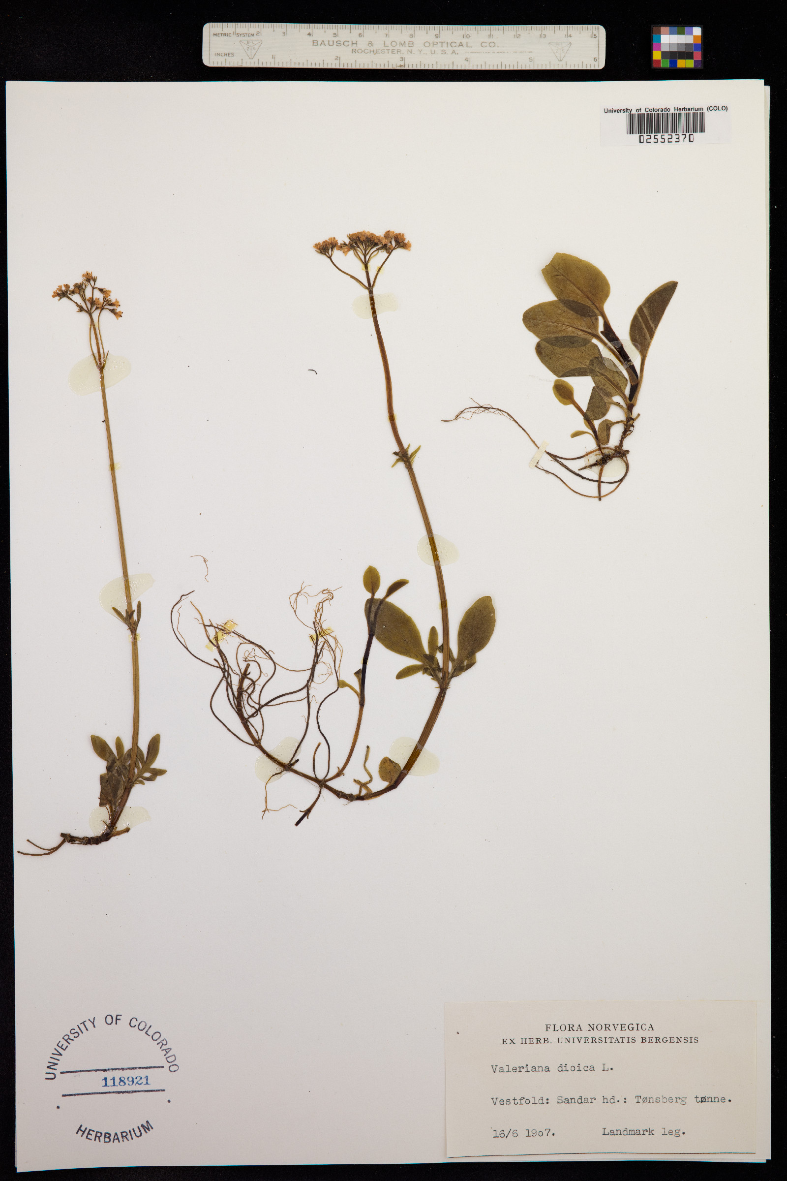 Valeriana dioica image