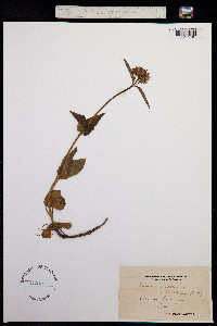 Valeriana montana image
