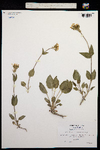 Valeriana montana image