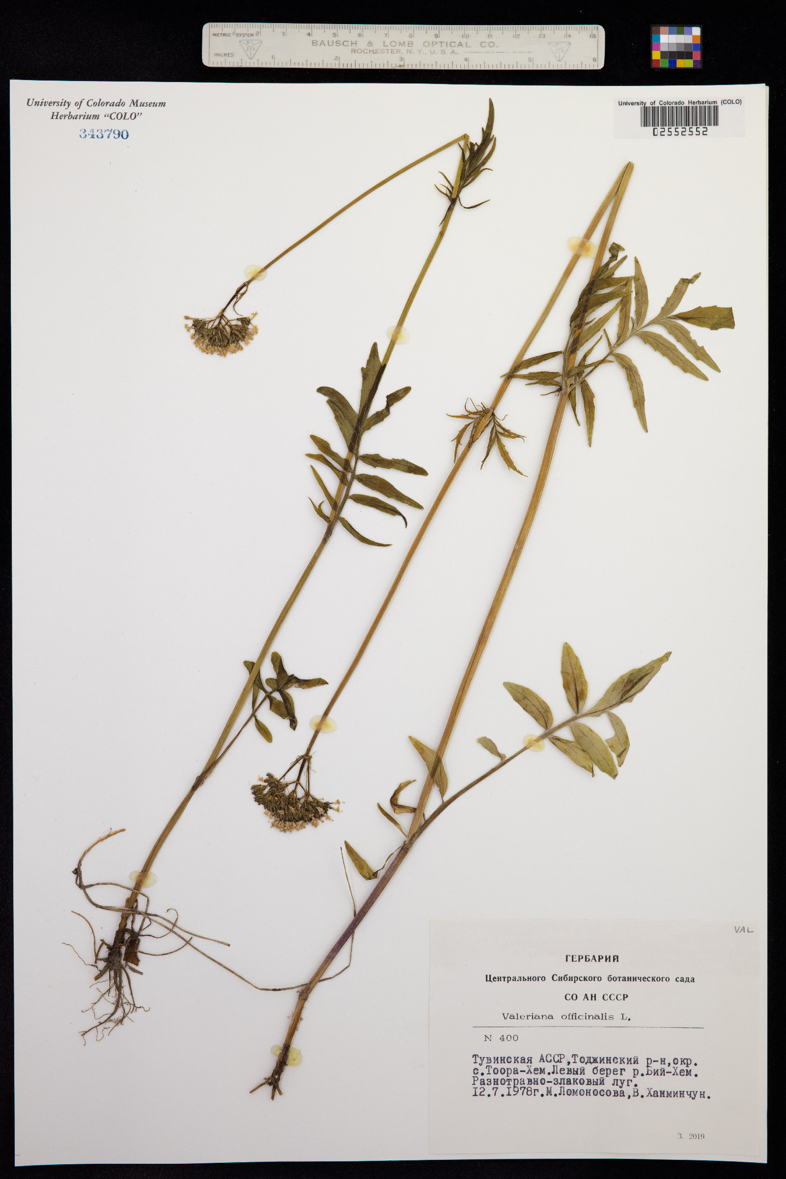 Valeriana officinalis image
