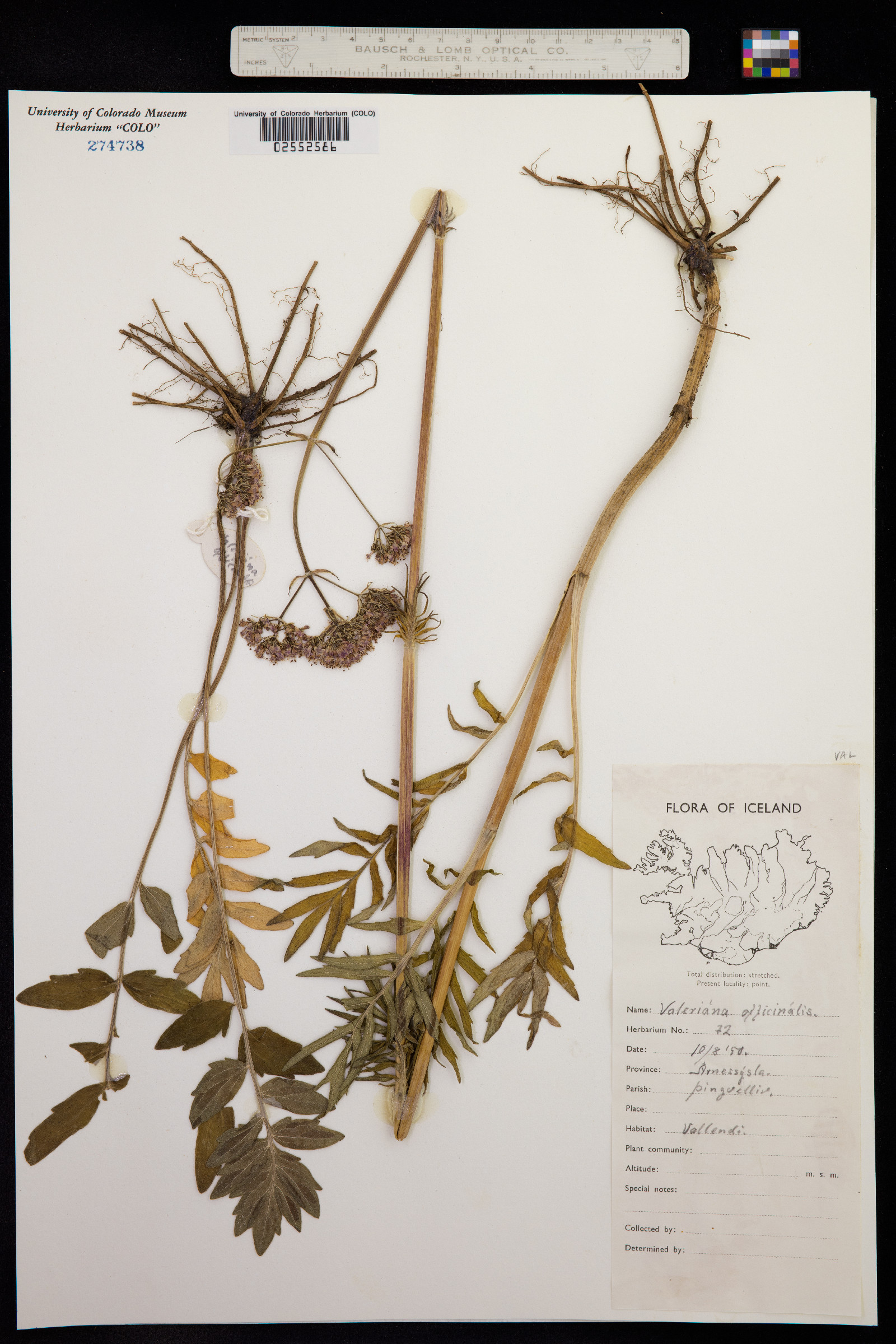 Valeriana officinalis image