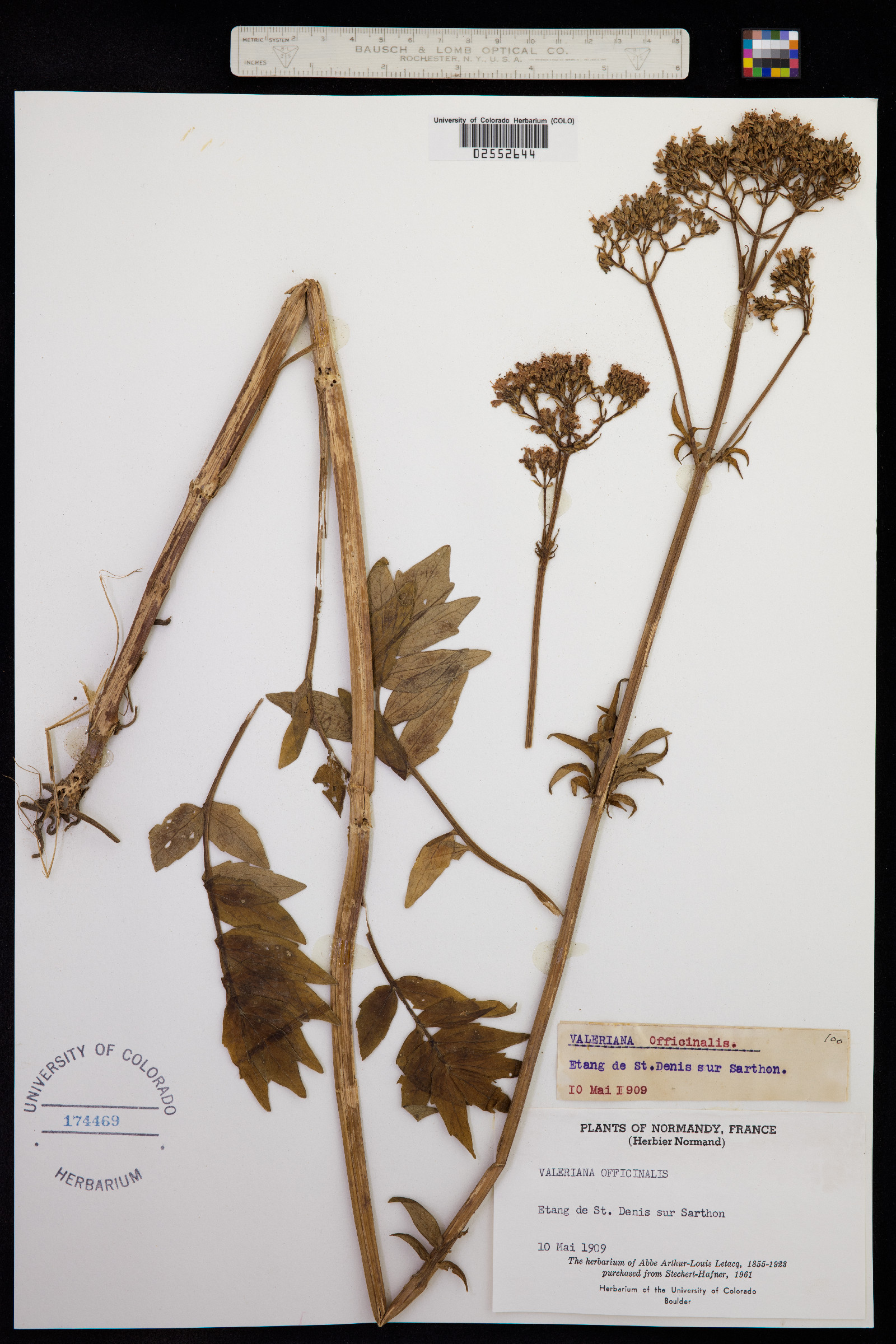 Valeriana officinalis image
