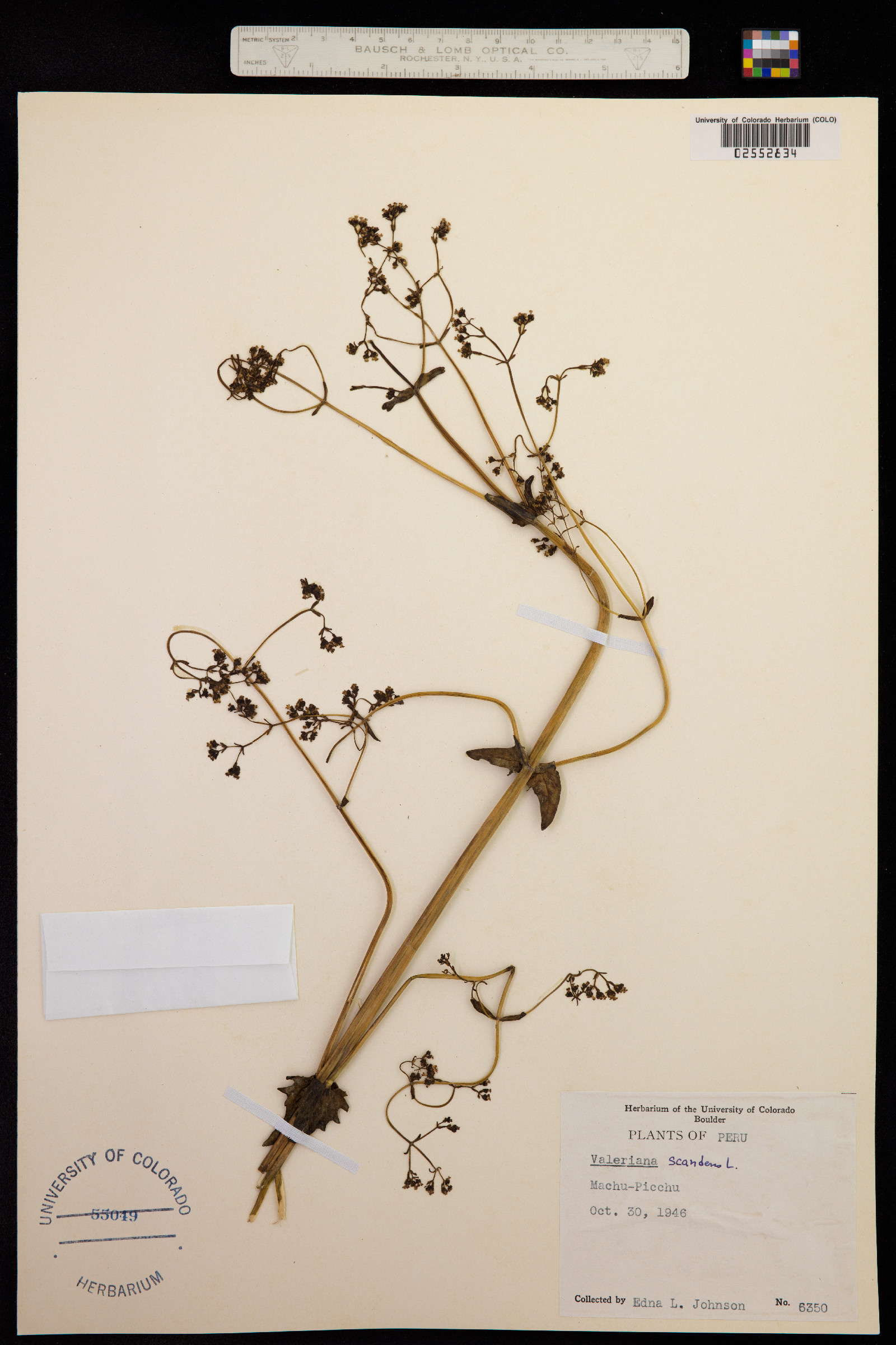 Valeriana scandens image