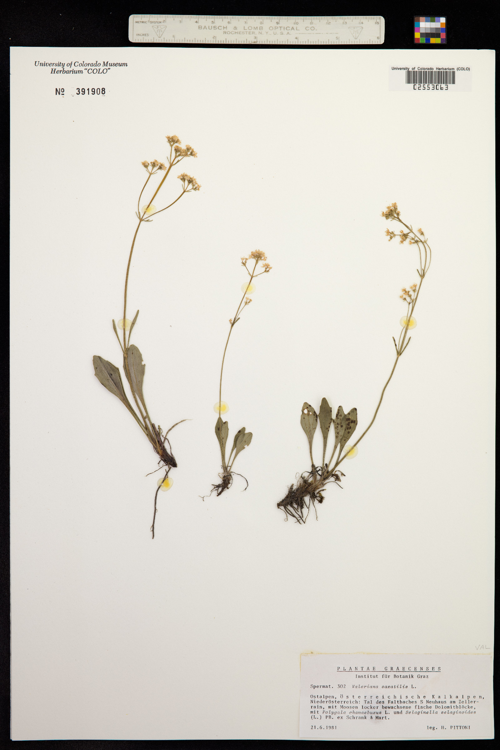 Valeriana saxatilis image