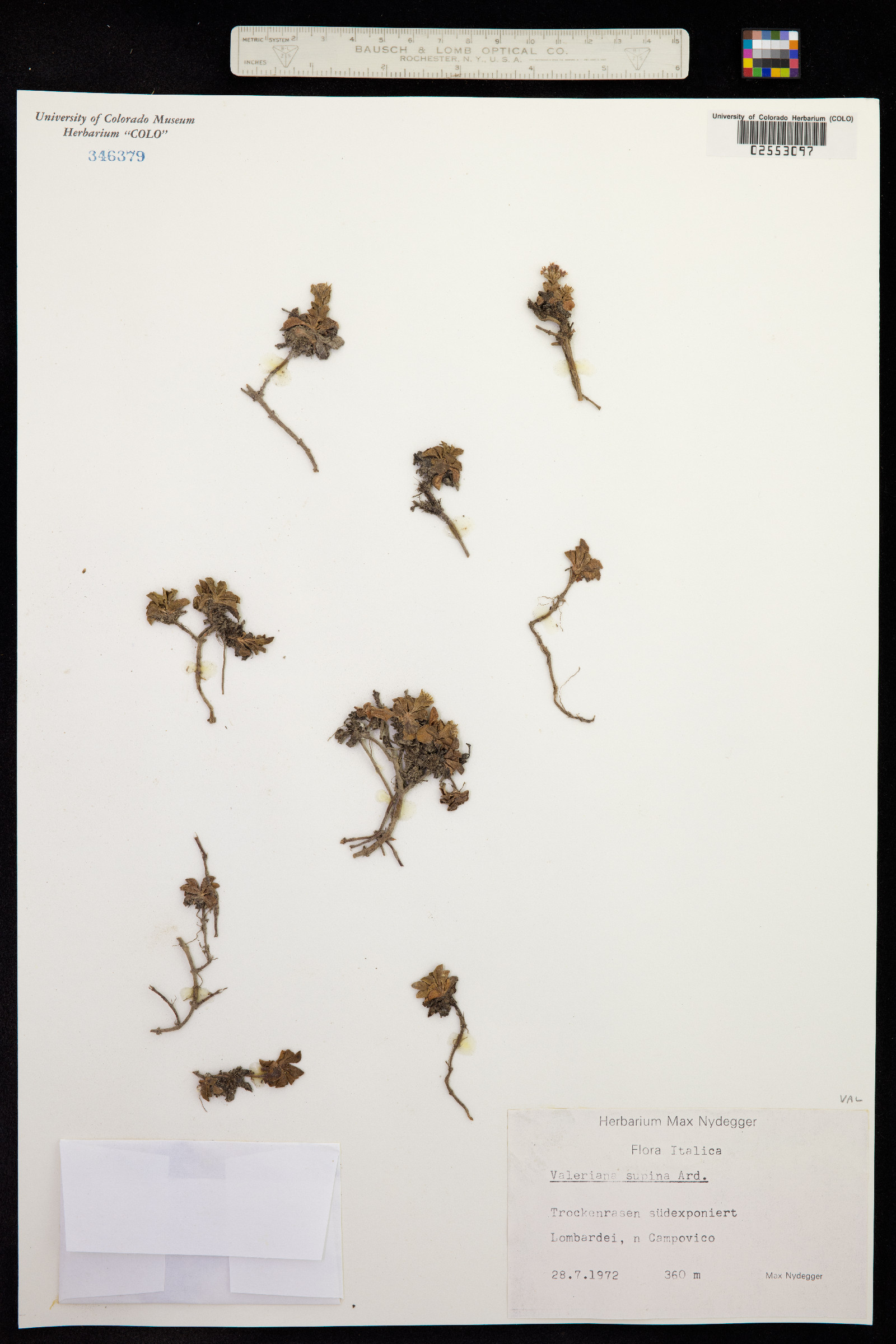 Valeriana supina image