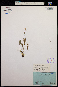 Valeriana longiflora image