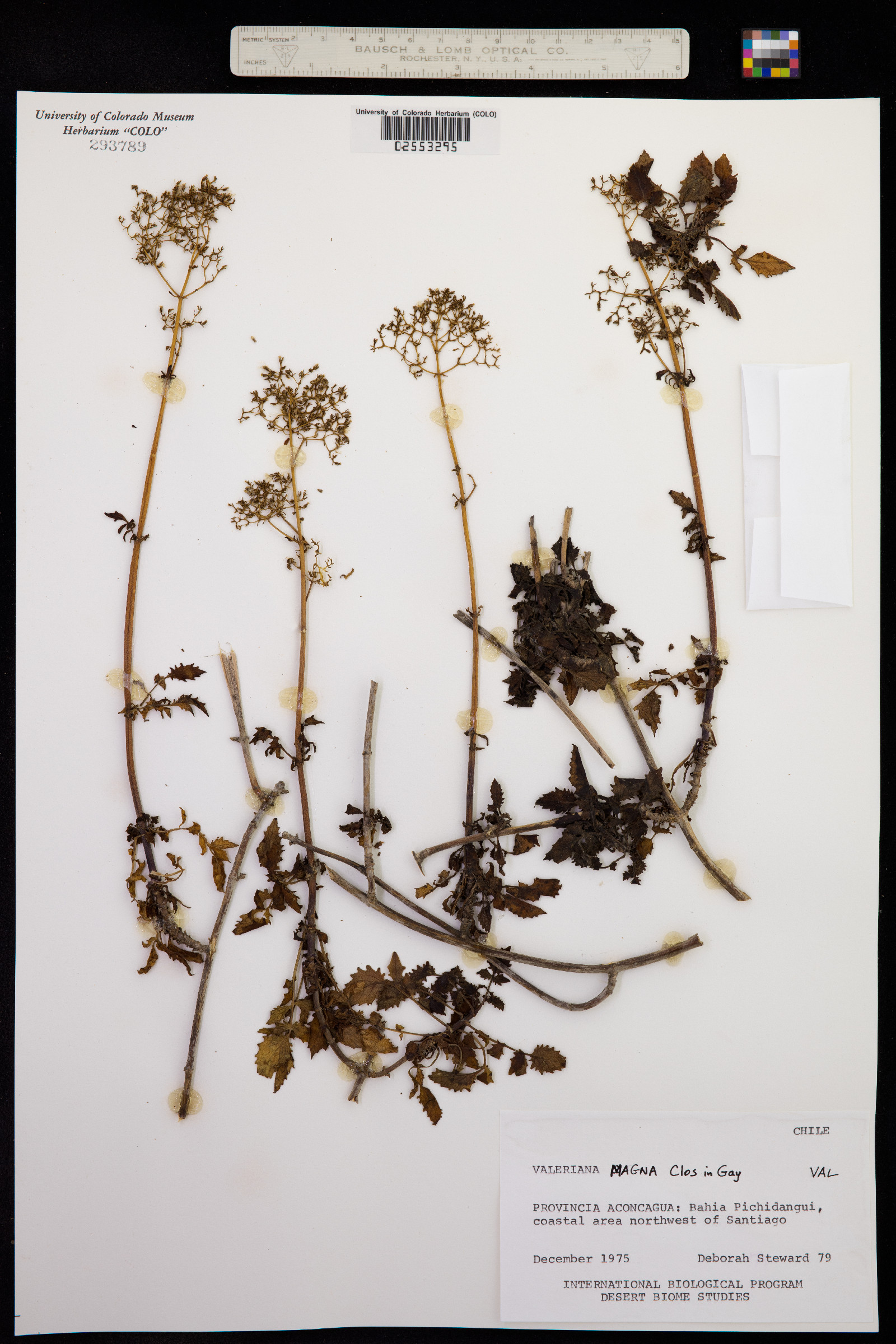 Valeriana magna image