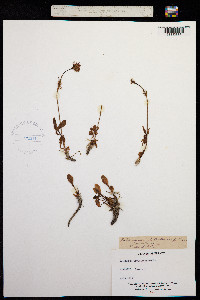 Image of Valeriana globulariifolia