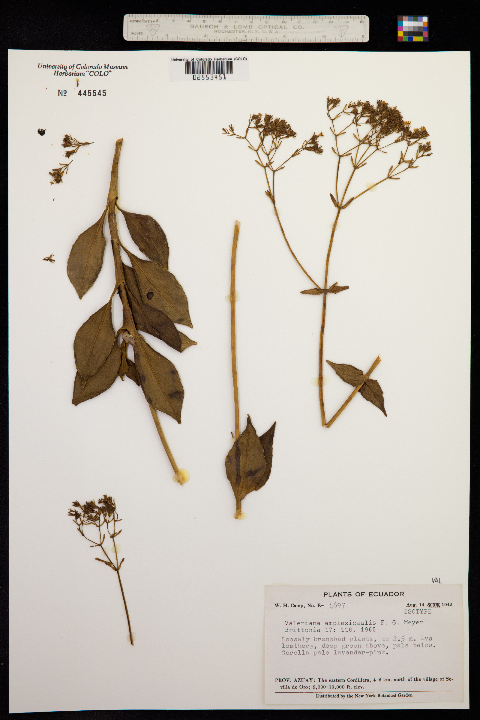 Valeriana coleophylla image