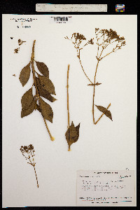 Valeriana coleophylla image