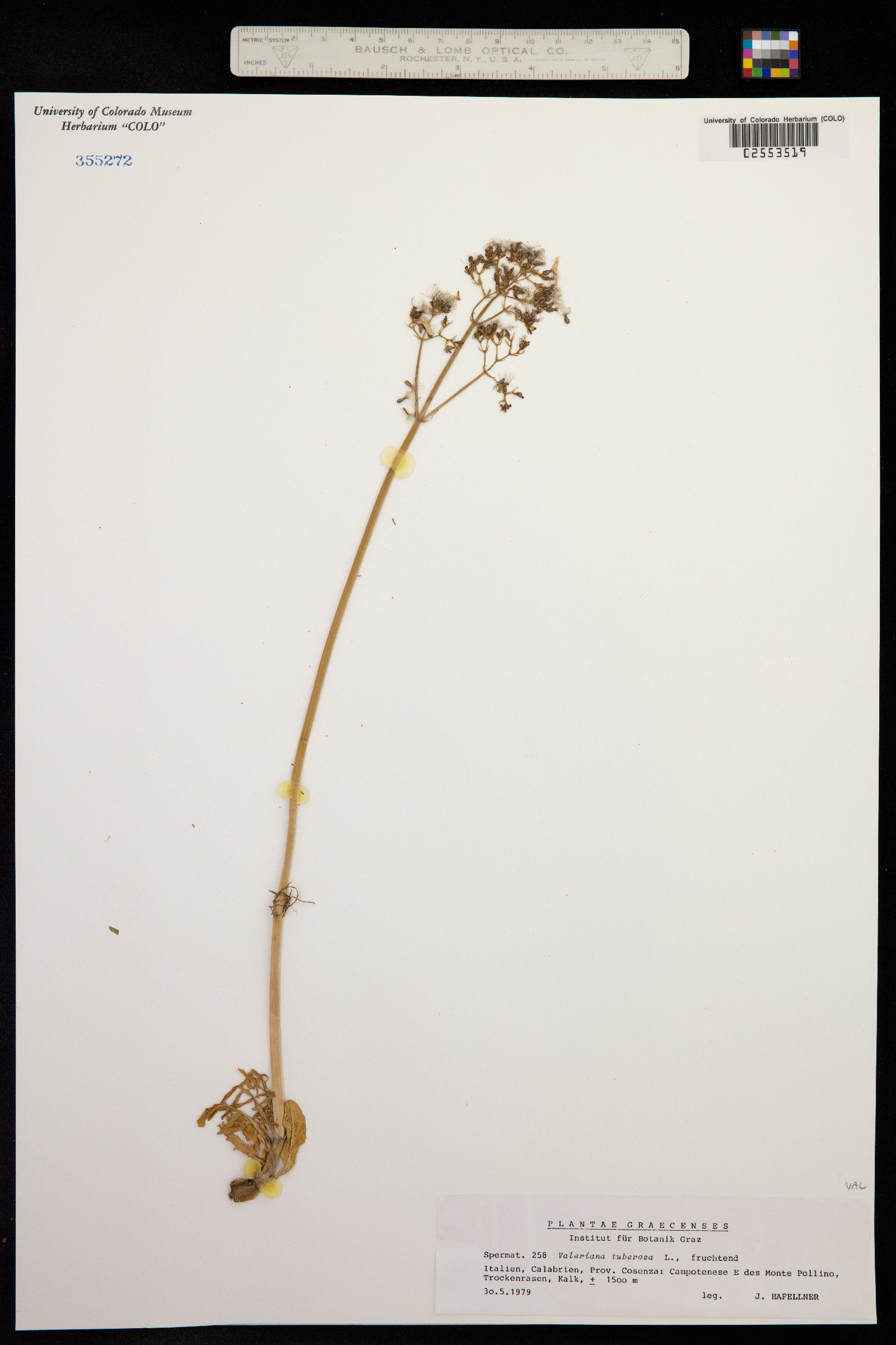 Valeriana tuberosa image