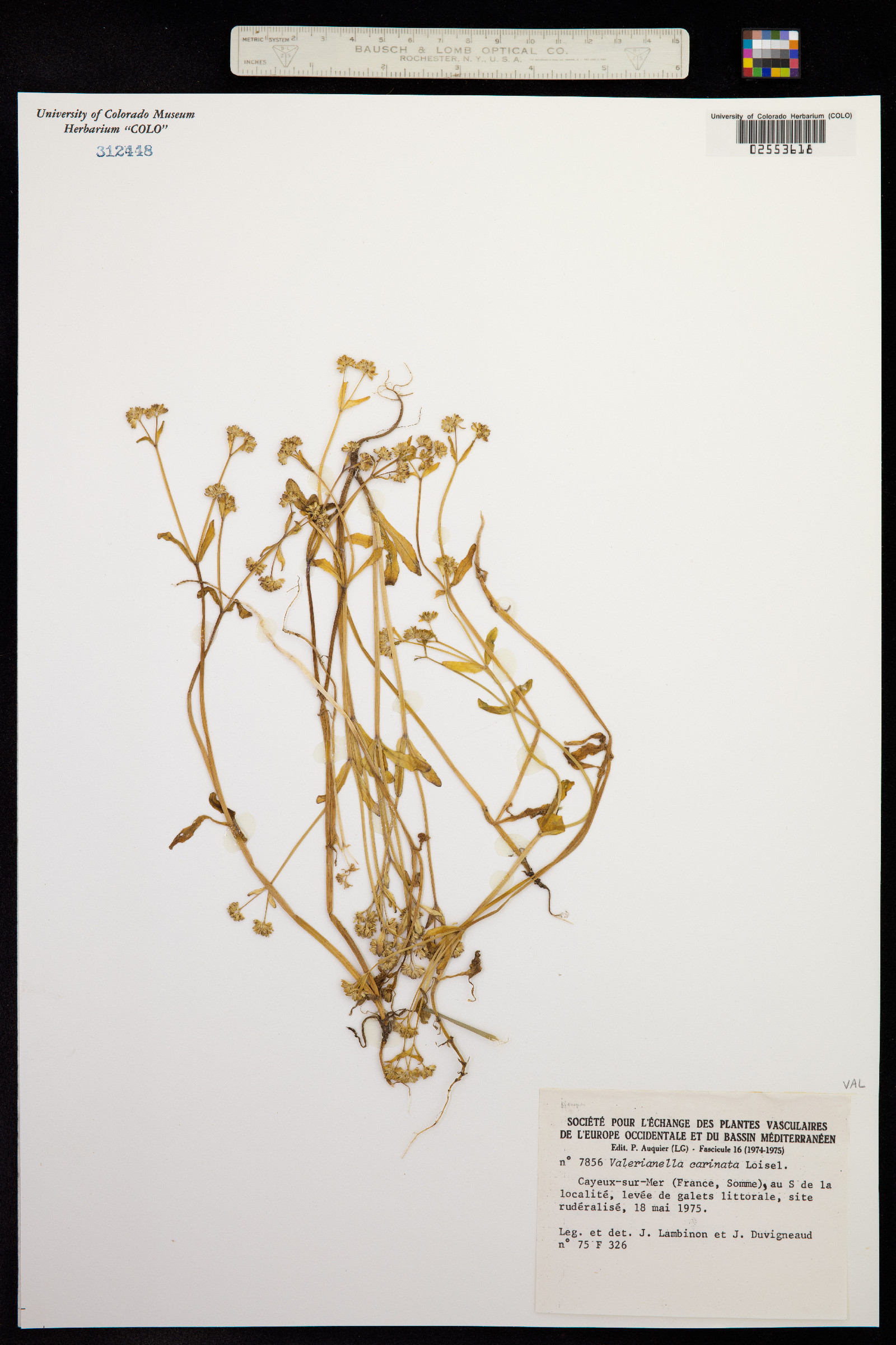 Valerianella carinata image