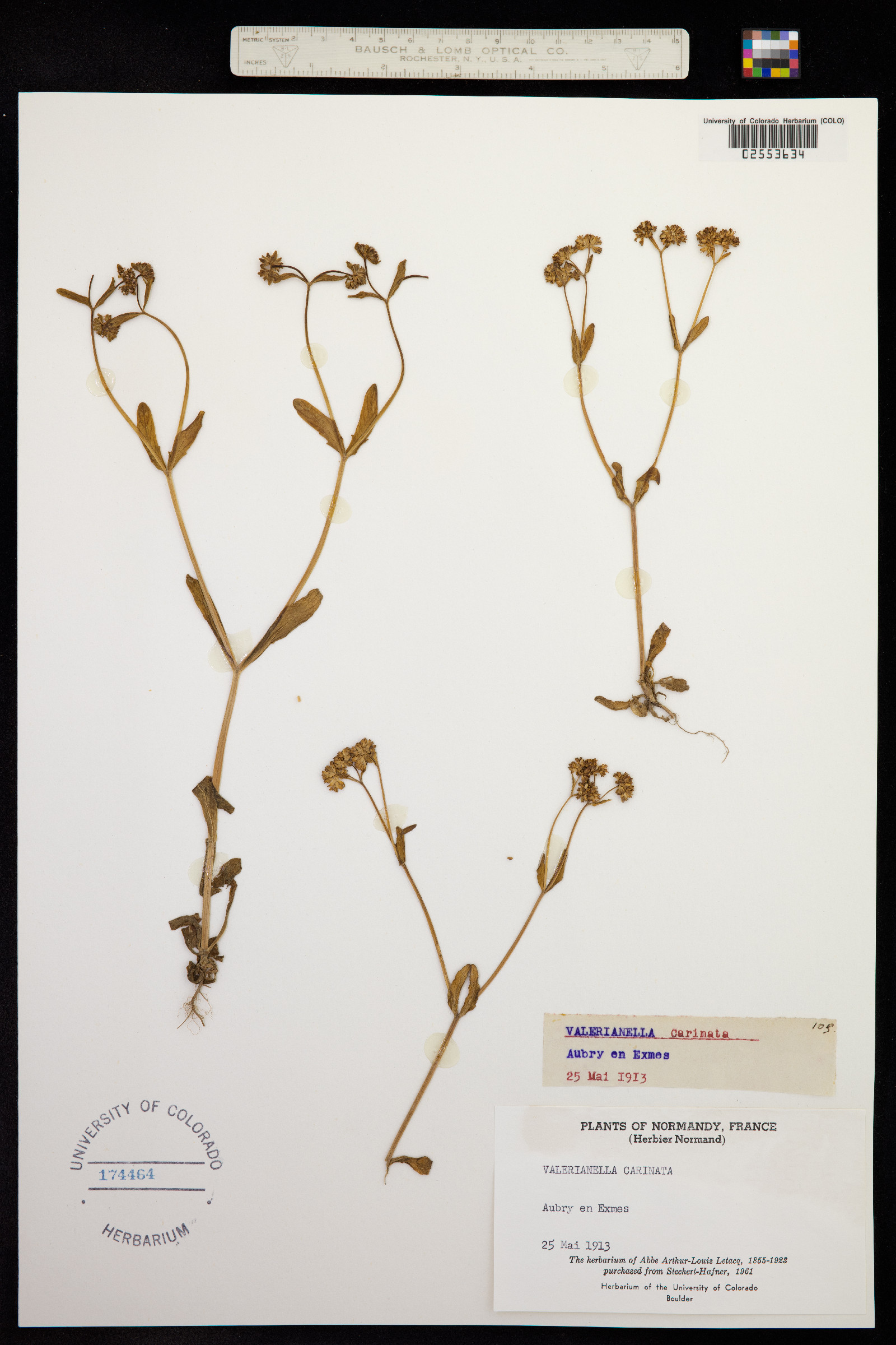 Valerianella carinata image
