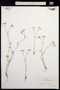 Valerianella eriocarpa image
