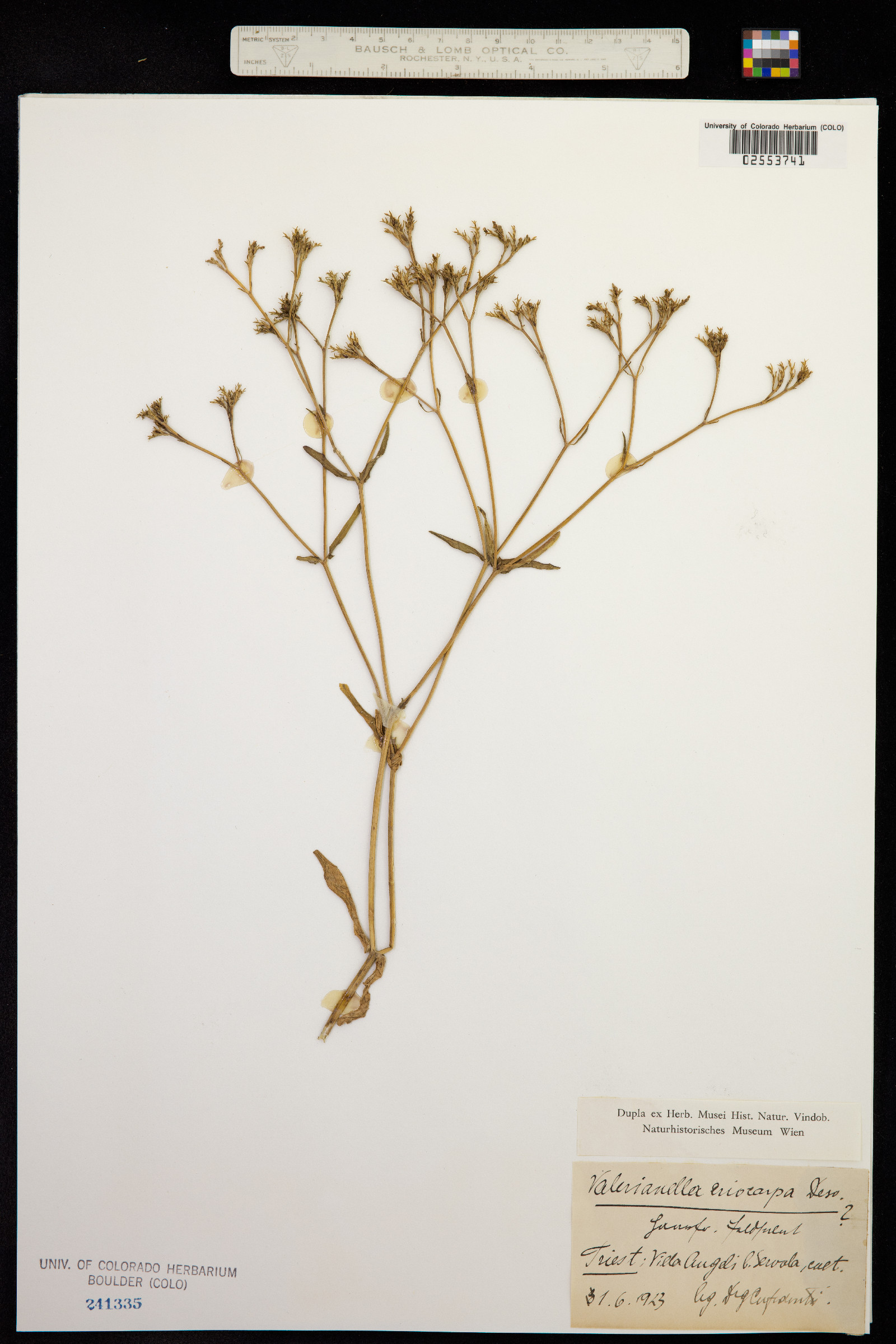 Valerianella eriocarpa image